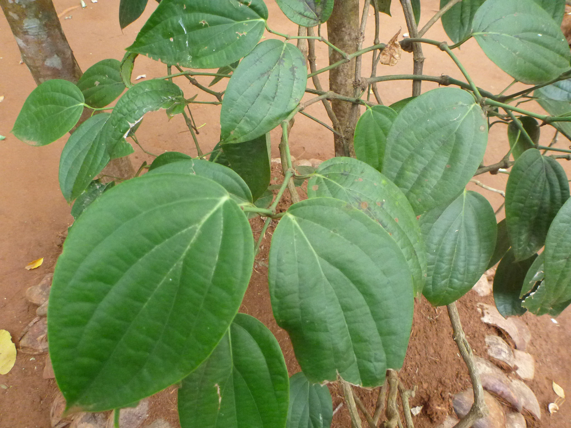 5.9.11 zahrada koření