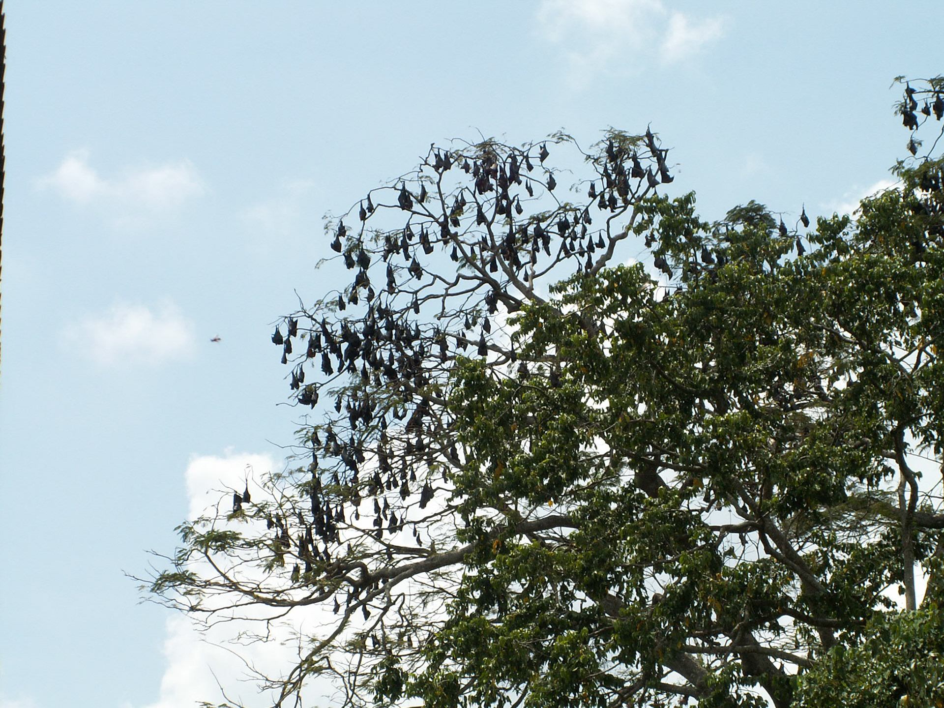 KONICA MINOLTA DIGITAL CAMERA