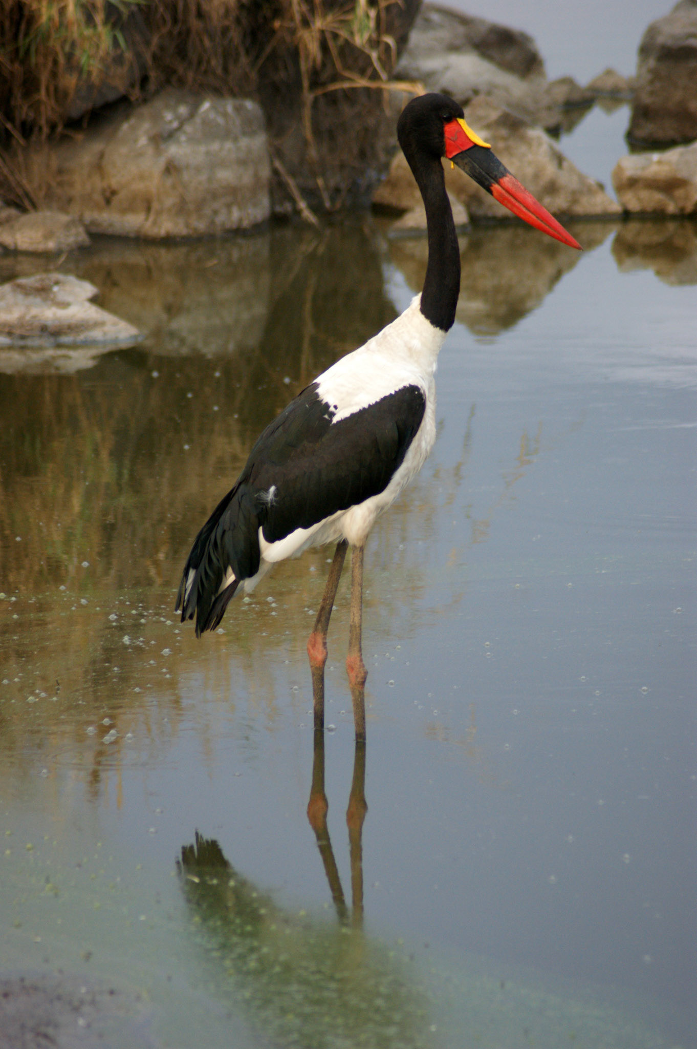 1.10.2009 TANZANIE - Serengeti
