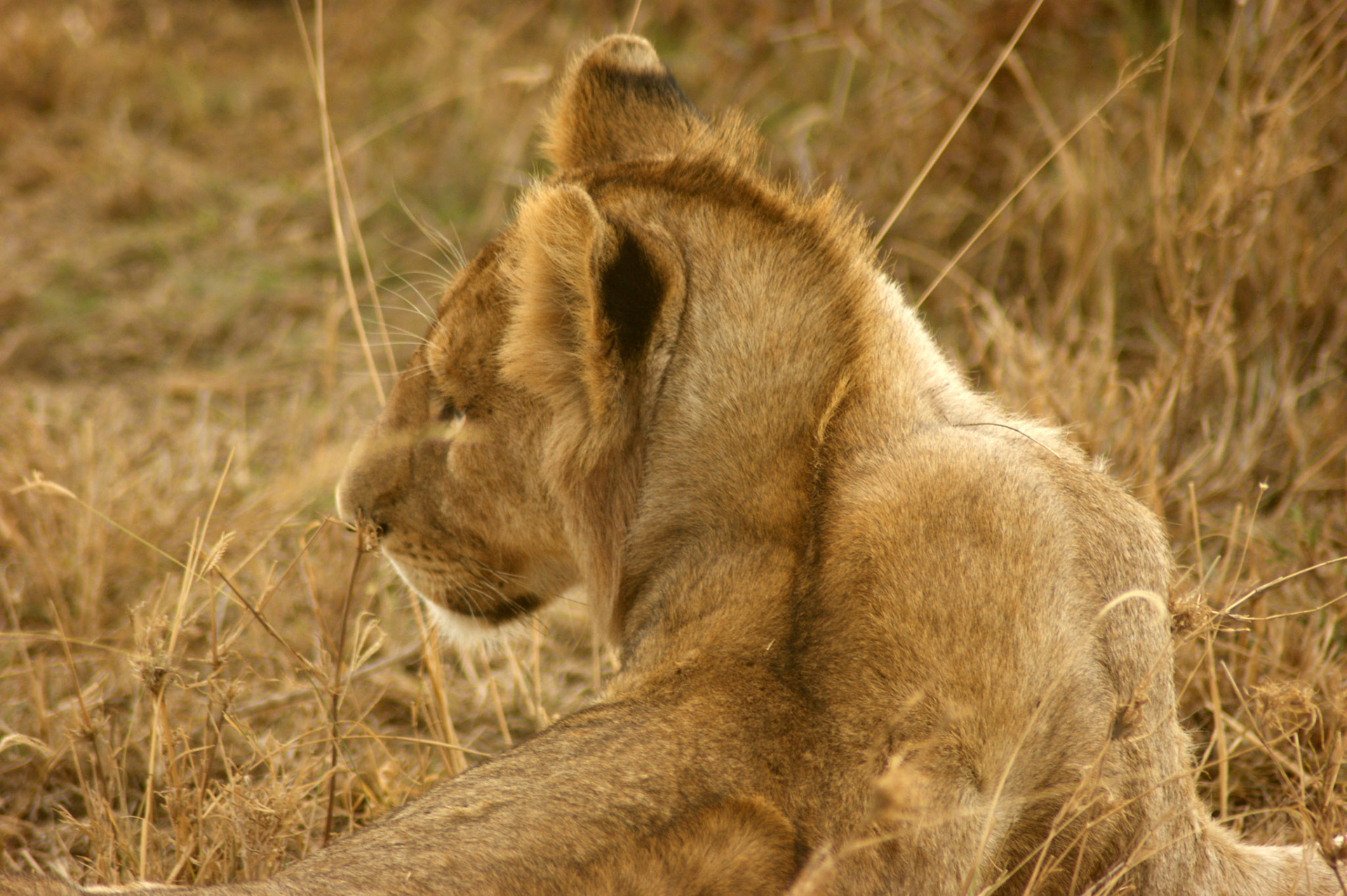 1.10.2009 TANZANIE - Serengeti