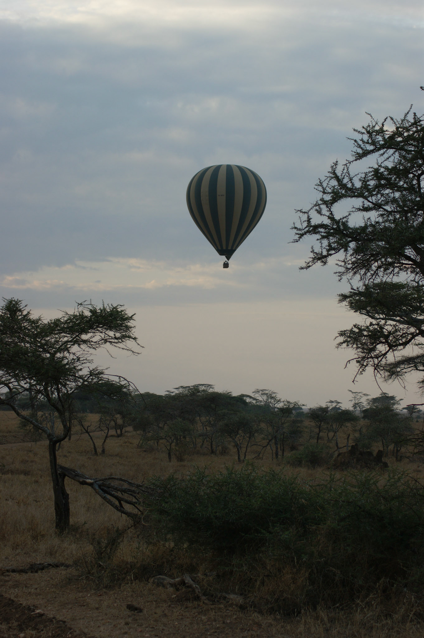 2.10.2009 TANZANIE - Serengeti