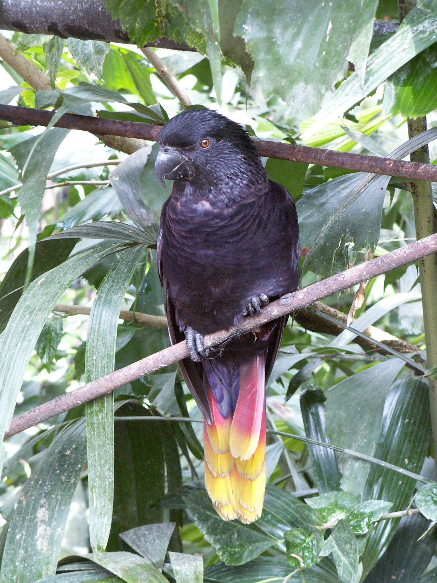 KONICA MINOLTA DIGITAL CAMERA