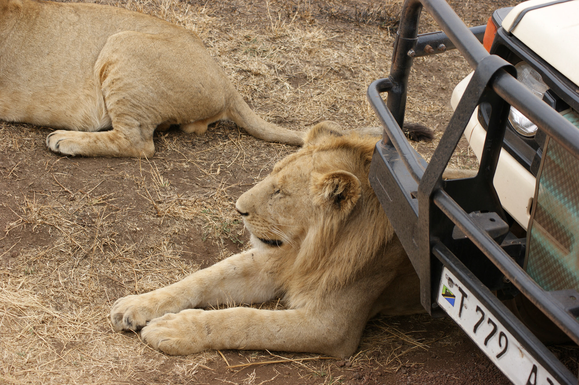 3.10.2009 TANZANIE - Ngorongoro NP