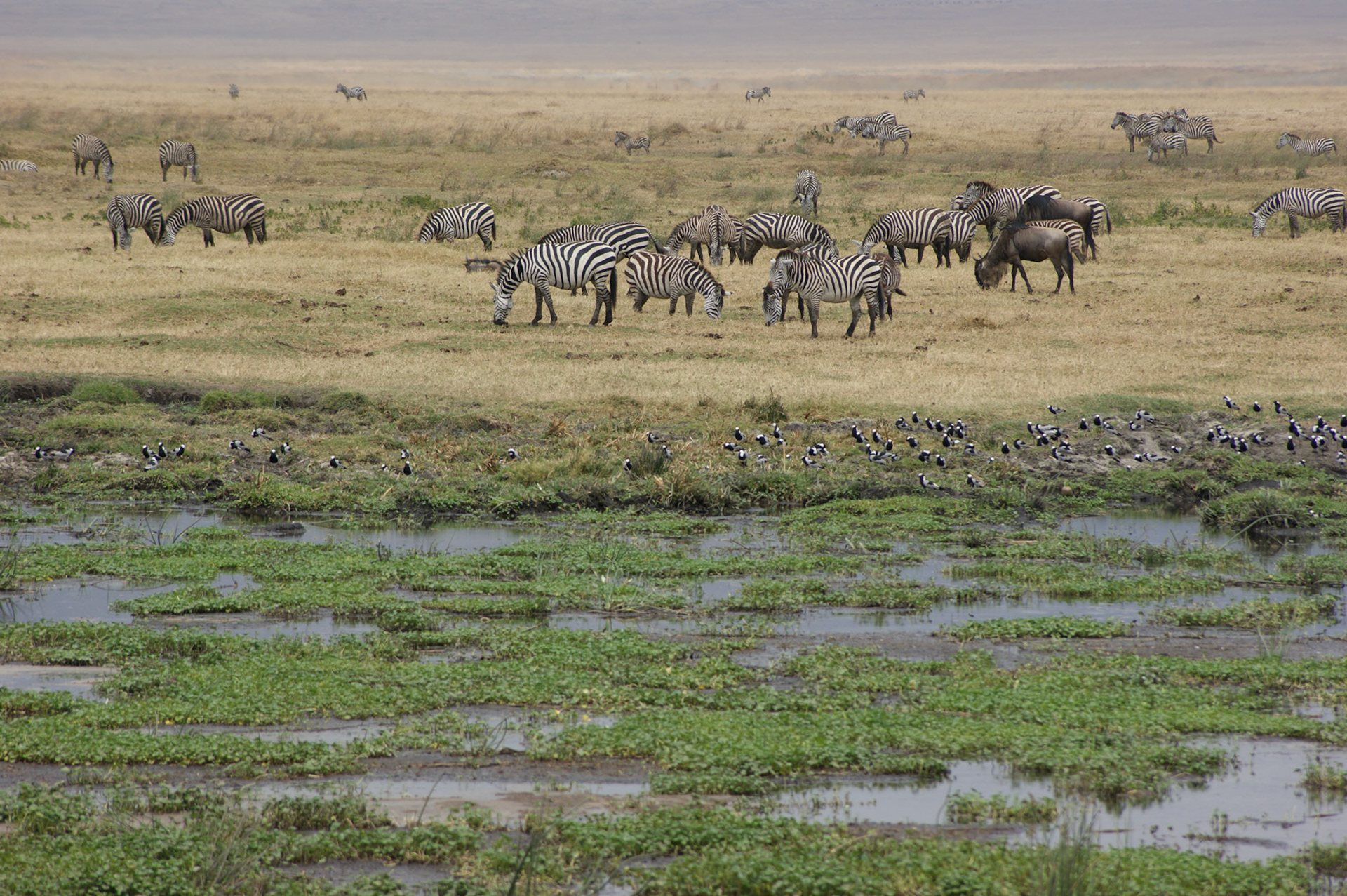 3.10.2009 TANZANIE - Ngorongoro NP