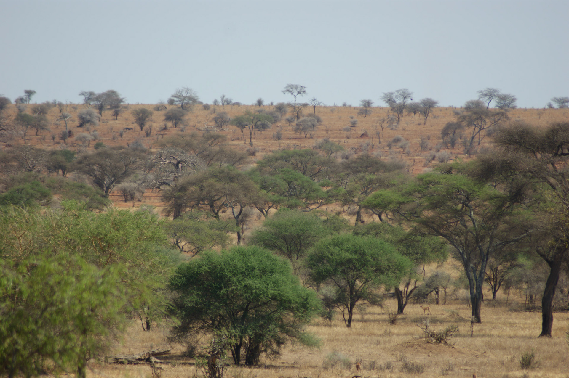 30.9.2009 TANZANIE - Tarangire NP