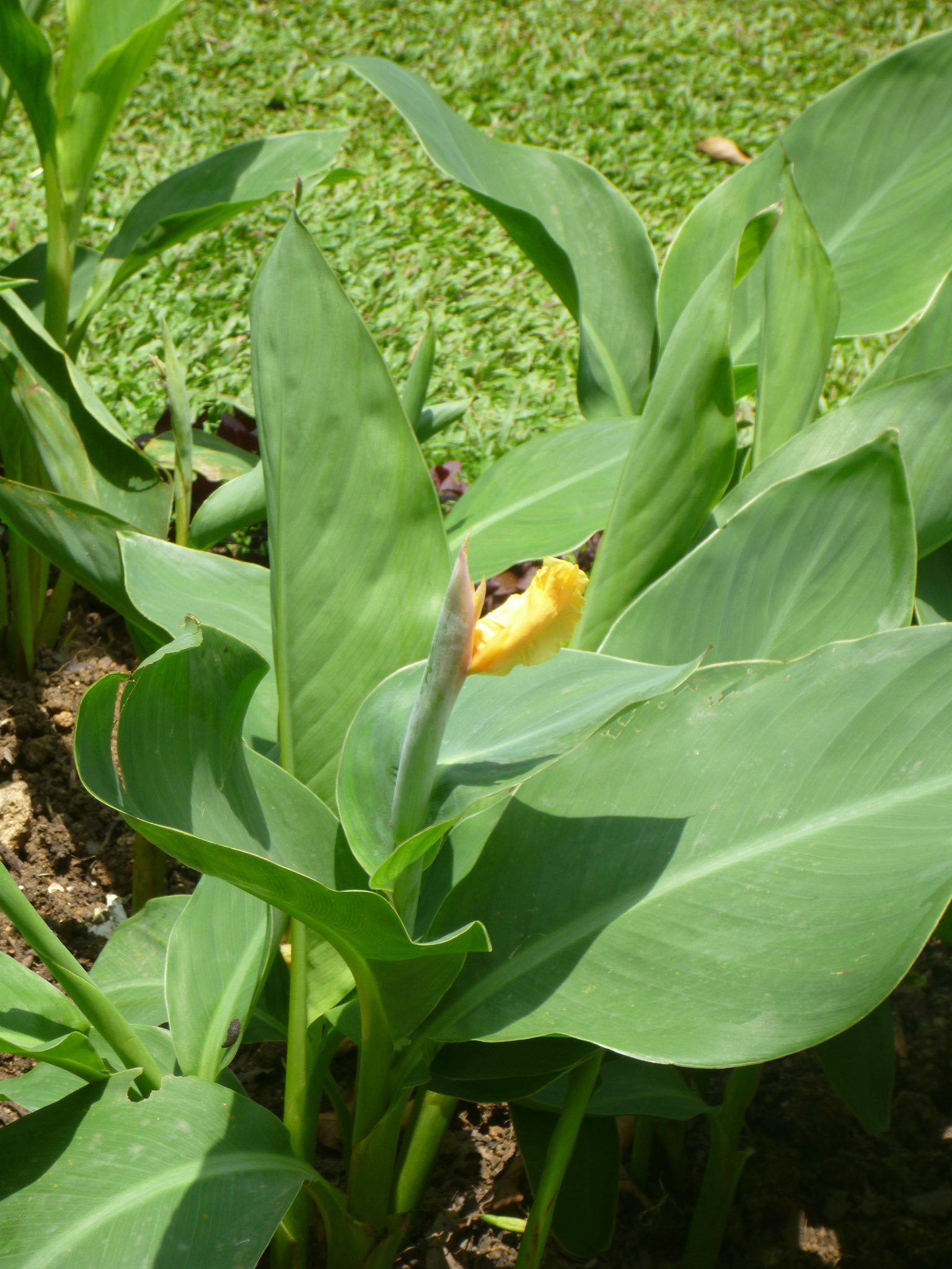 6.9.11 KANDY - Botanická zahrada