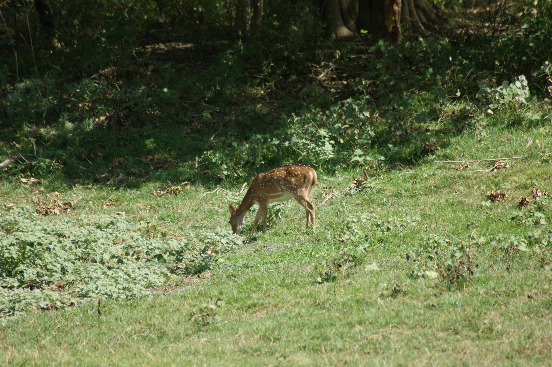 4.9.11 MINNERIYA - národní park