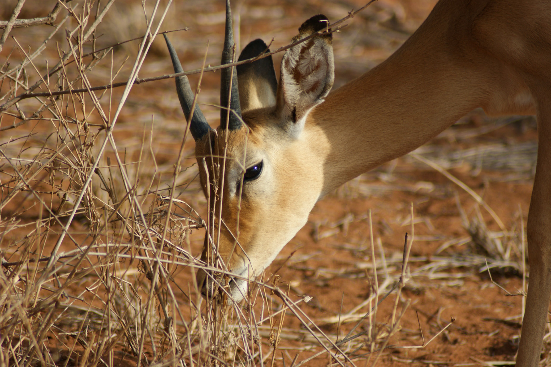 27.9.2009 KEŇA - NP Tsawo West