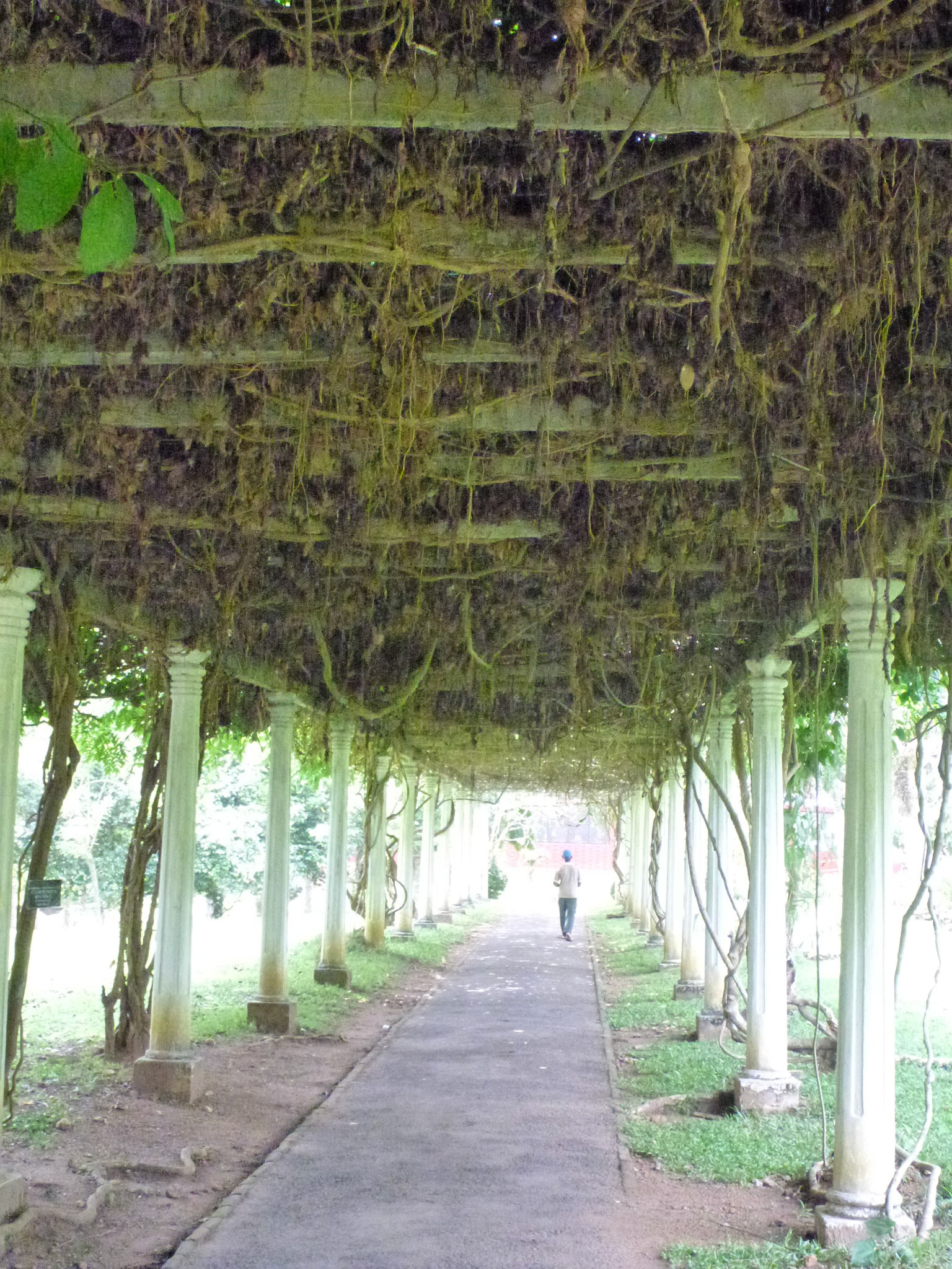 6.9.11 KANDY - Botanická zahrada