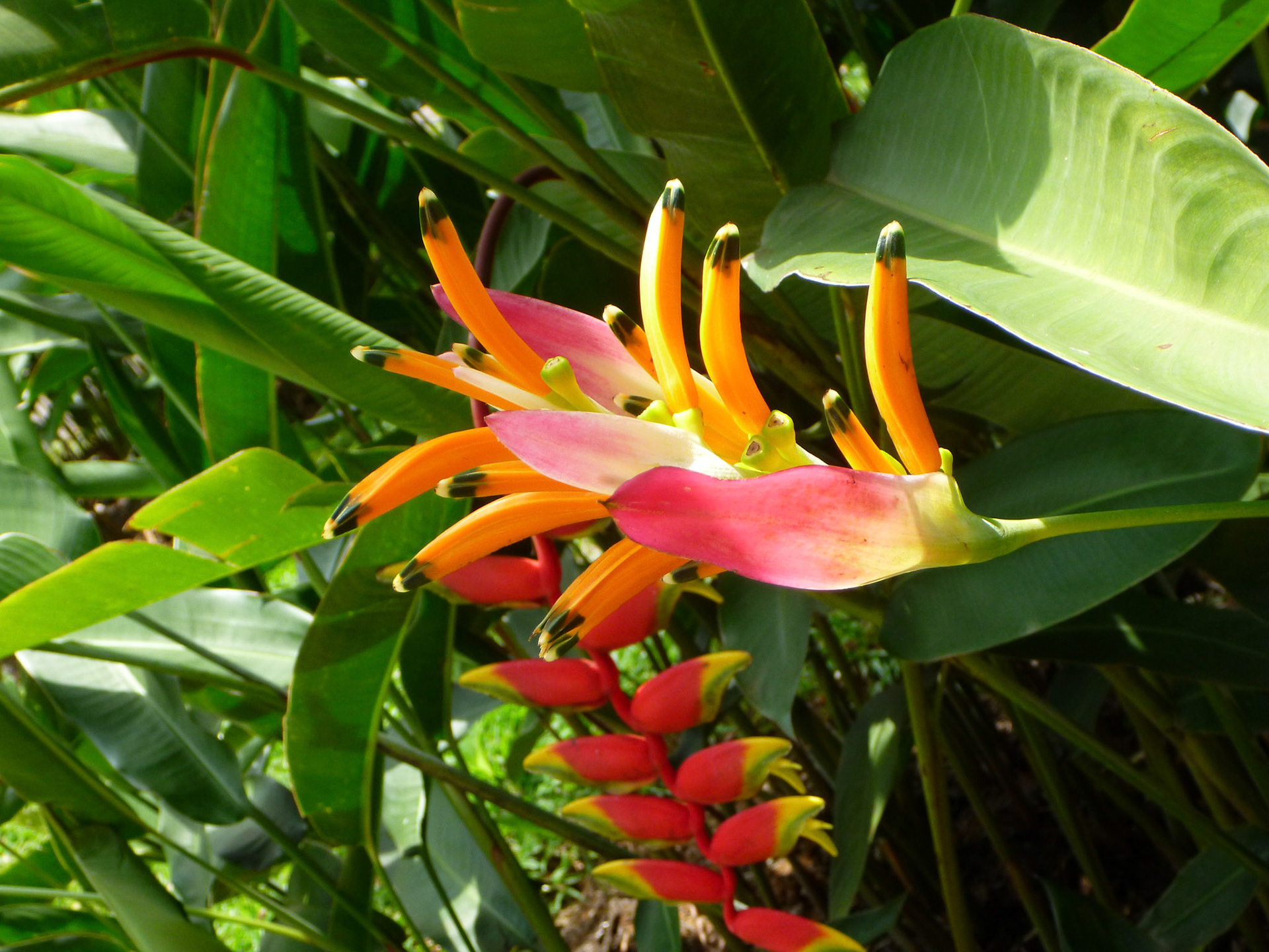 6.9.11 KANDY - Botanická zahrada