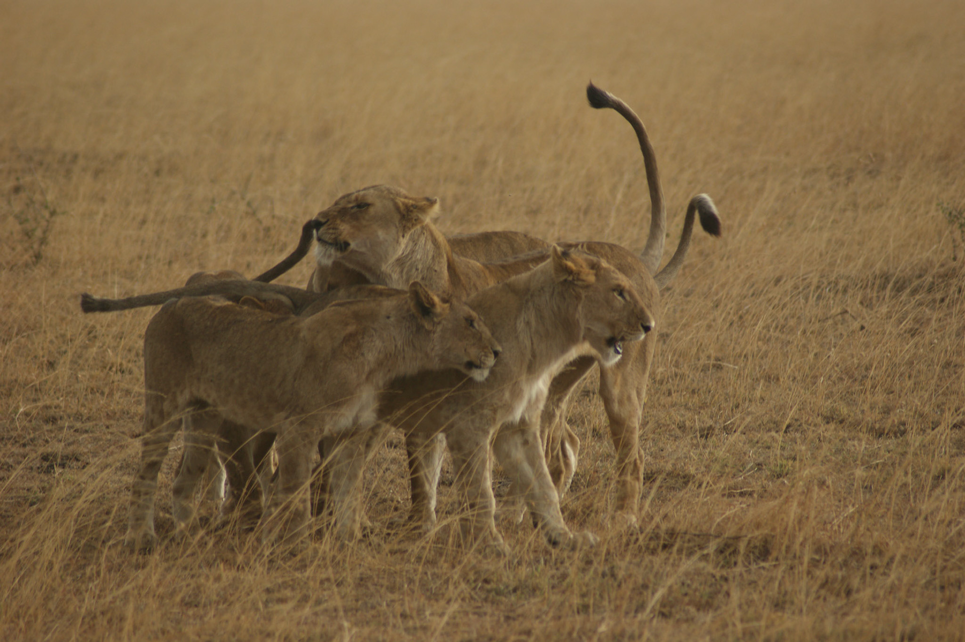 1.10.2009 TANZANIE - Serengeti