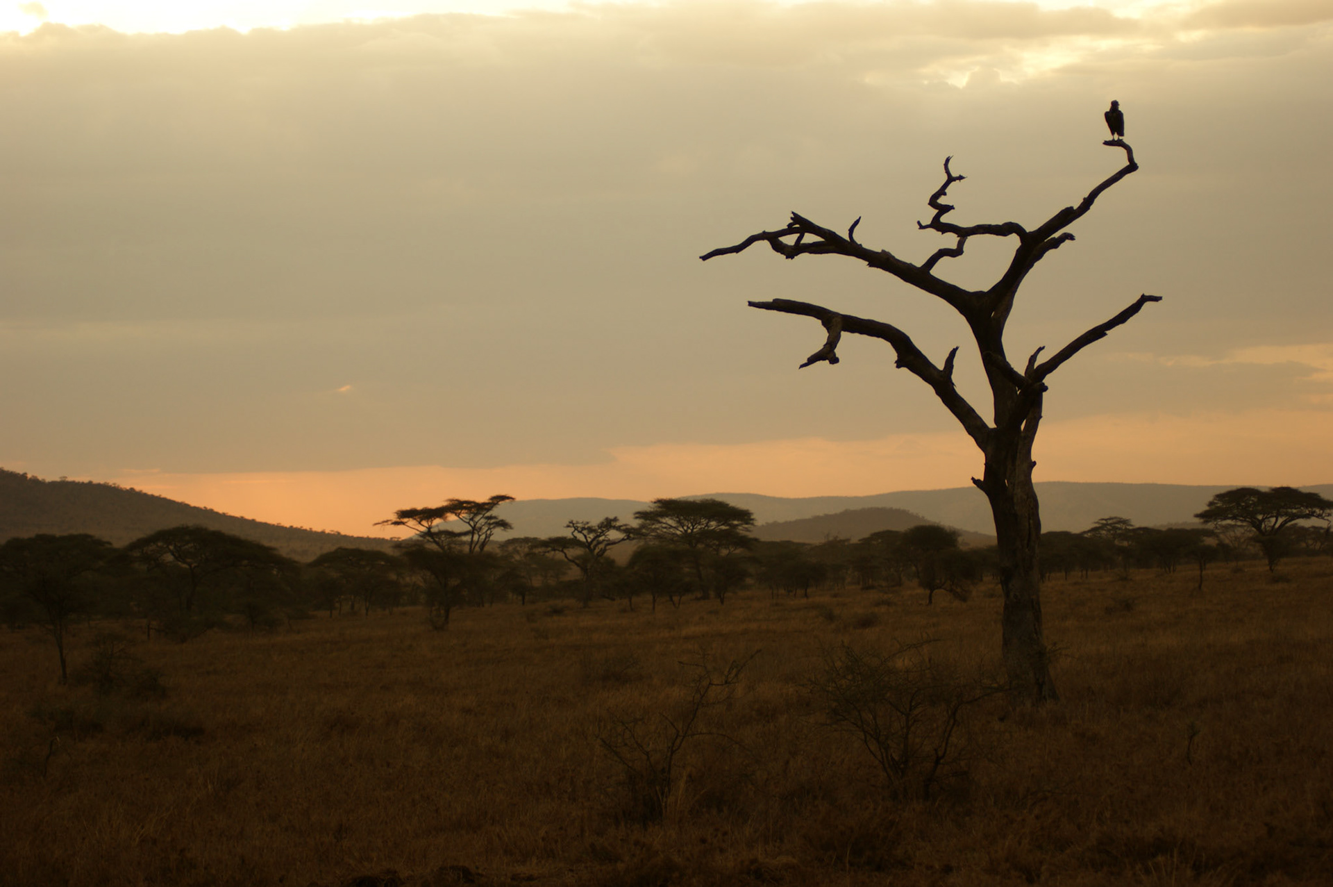 1.10.2009 TANZANIE - Serengeti