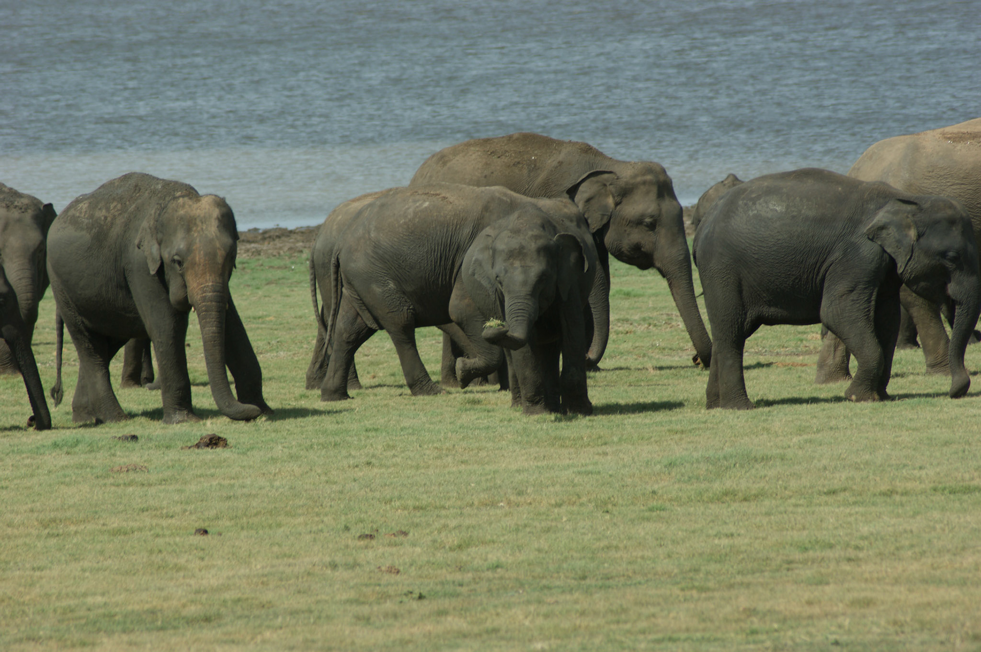 4.9.11 MINNERIYA - národní park