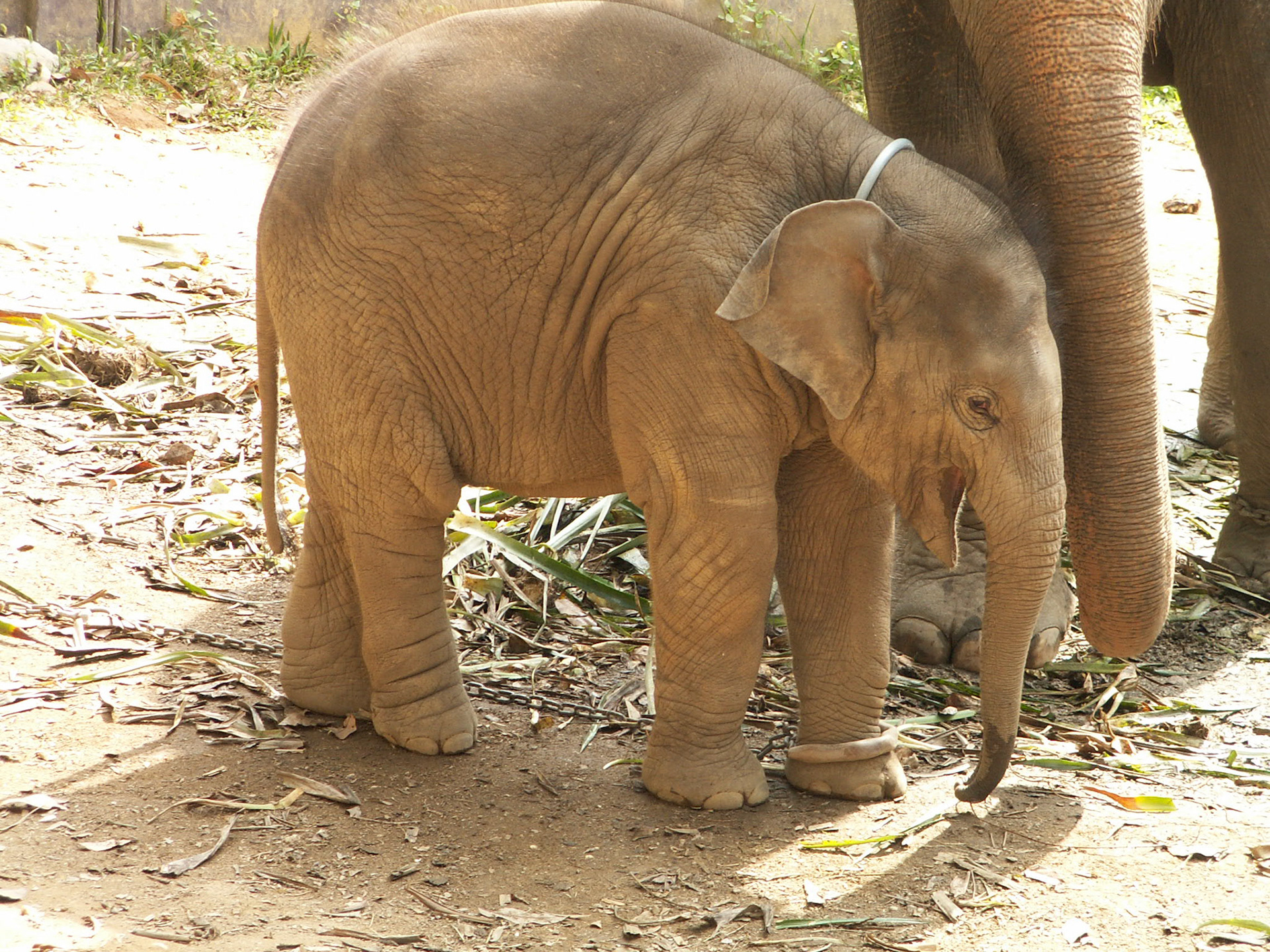 KONICA MINOLTA DIGITAL CAMERA