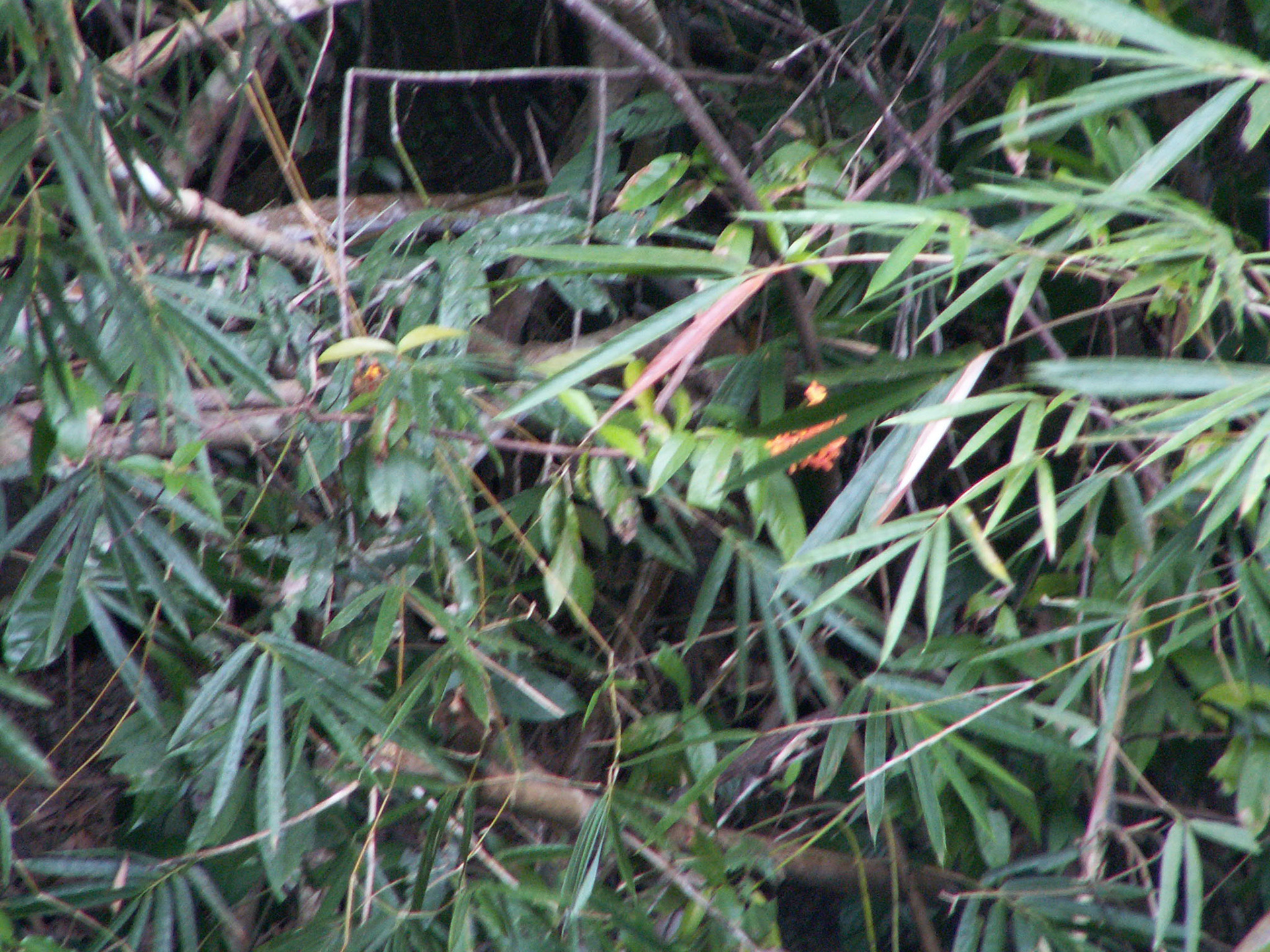 KONICA MINOLTA DIGITAL CAMERA