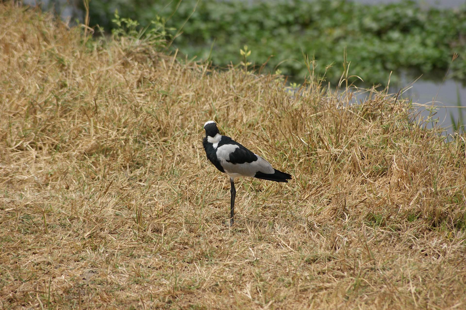 3.10.2009 TANZANIE - Ngorongoro NP