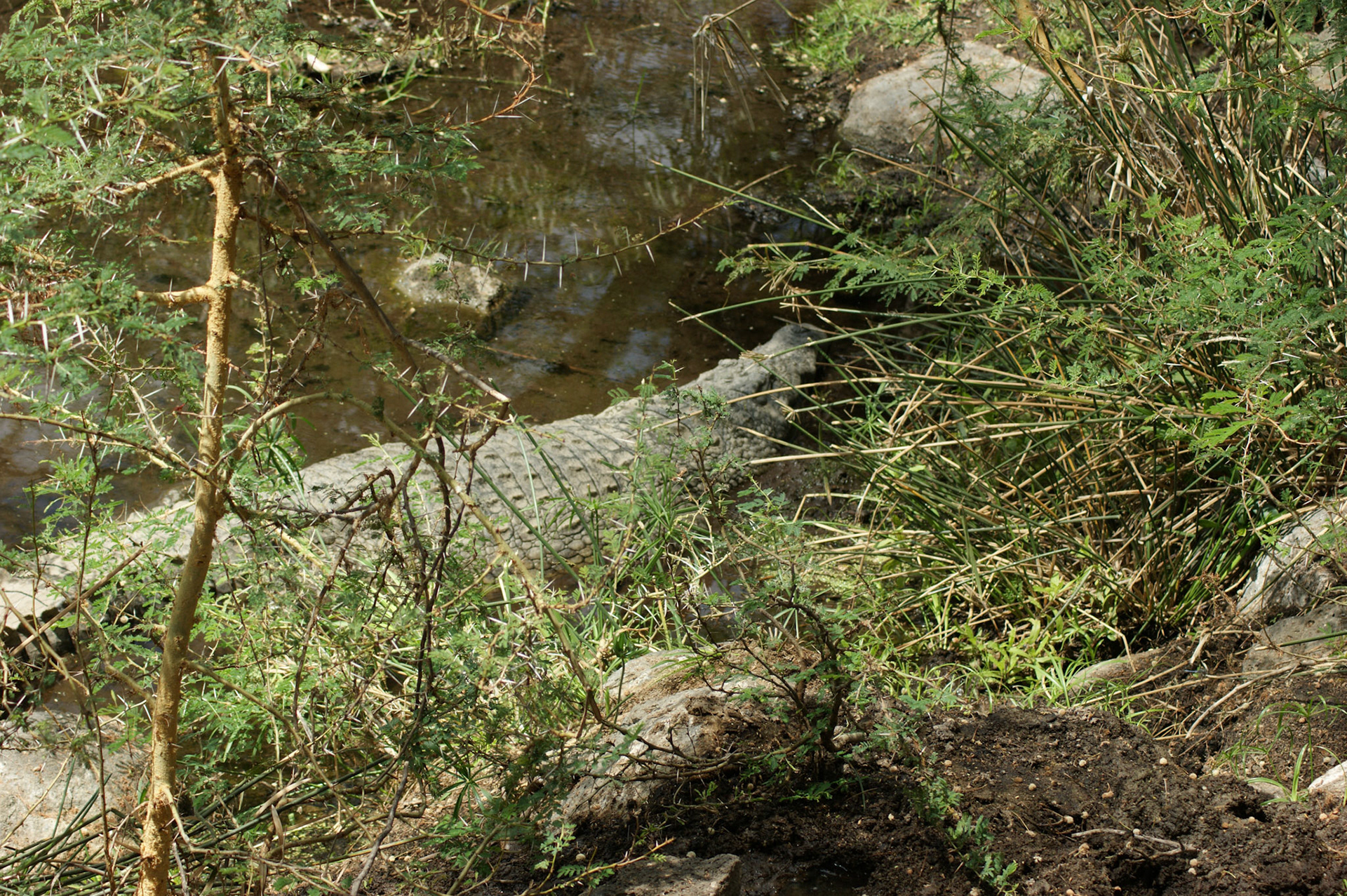 26.9.2009 KEŇA - NP Tsawo West