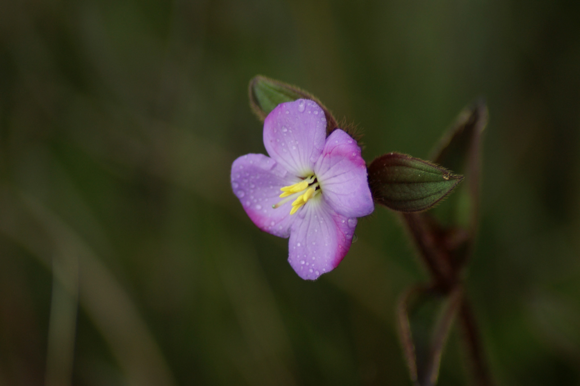 7.9.11 HORTONSKÉ PLÁNĚ - Konec světa