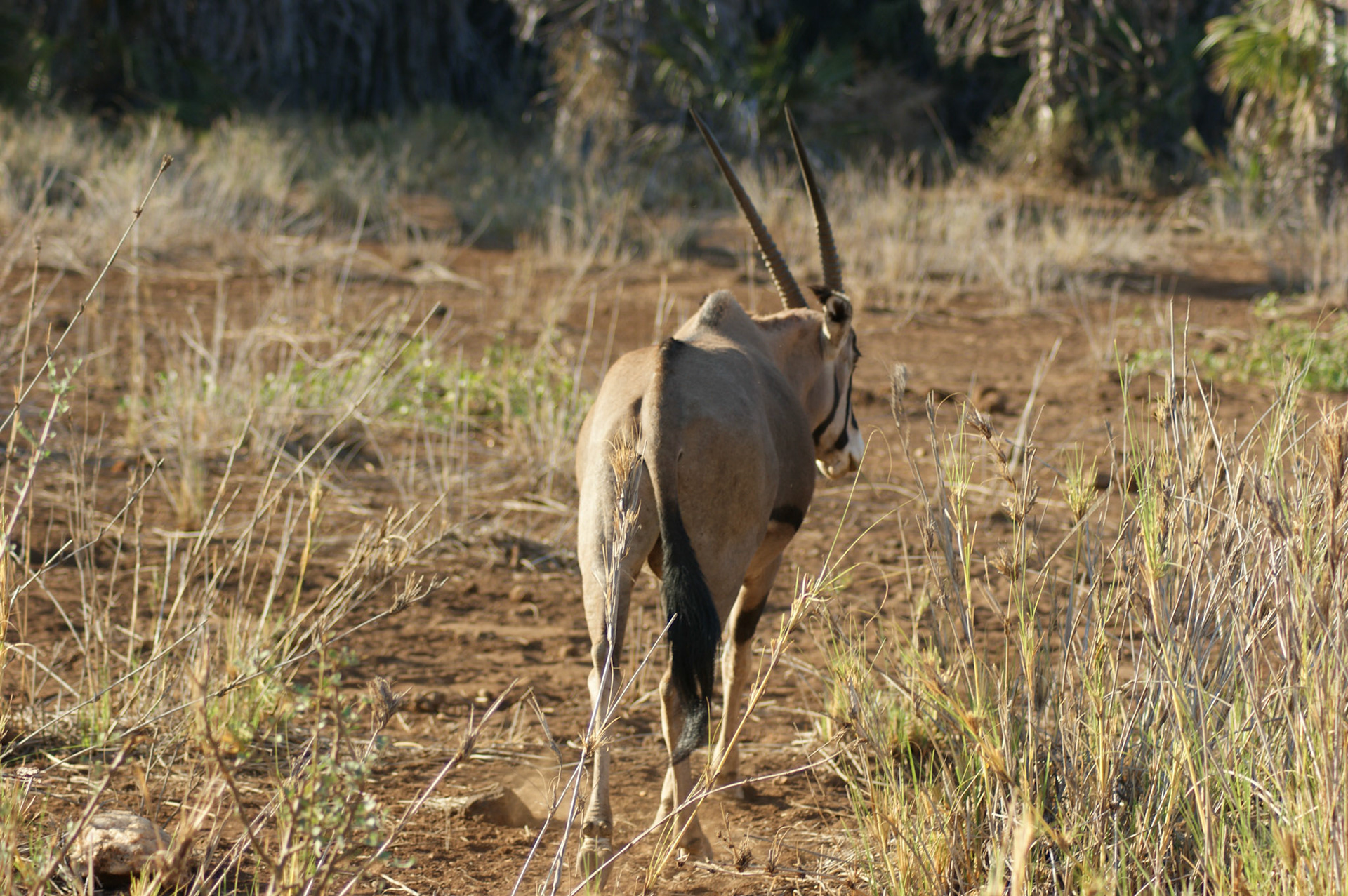 28.9.2009 KEŇA - NP Tsawo West