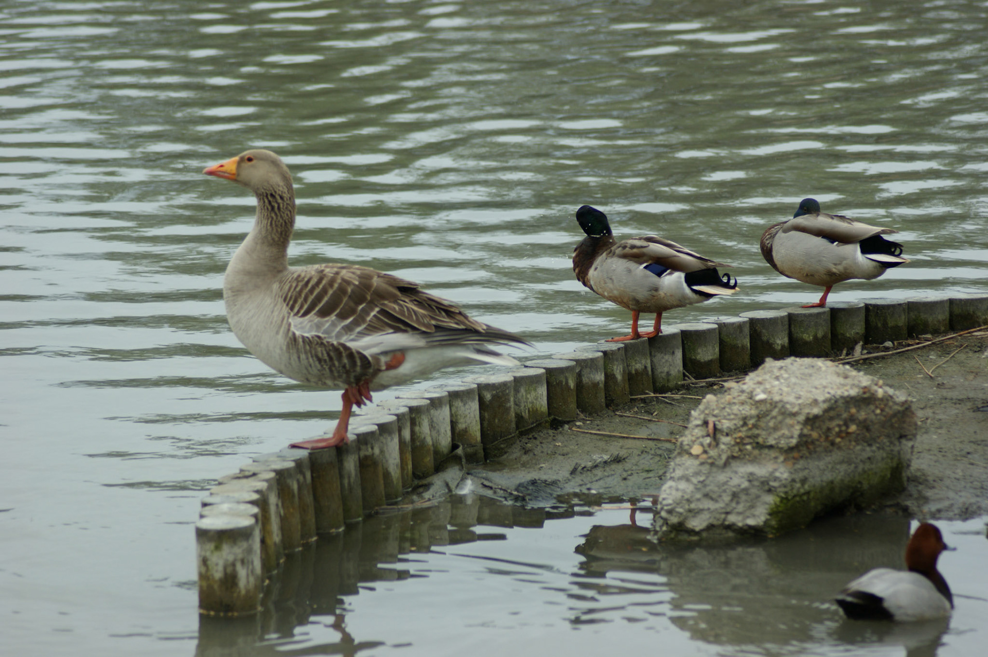 SONY DSC
