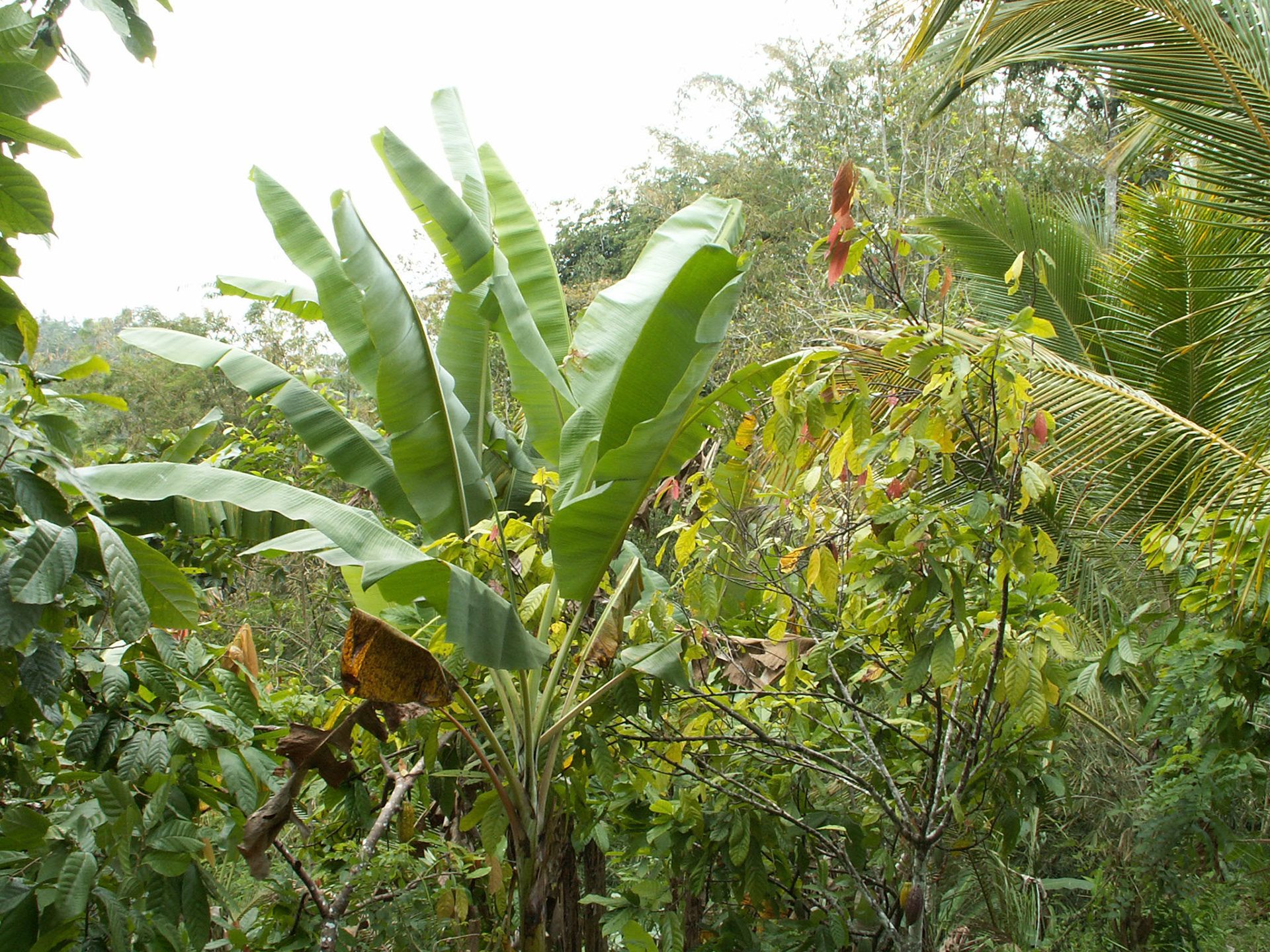 KONICA MINOLTA DIGITAL CAMERA