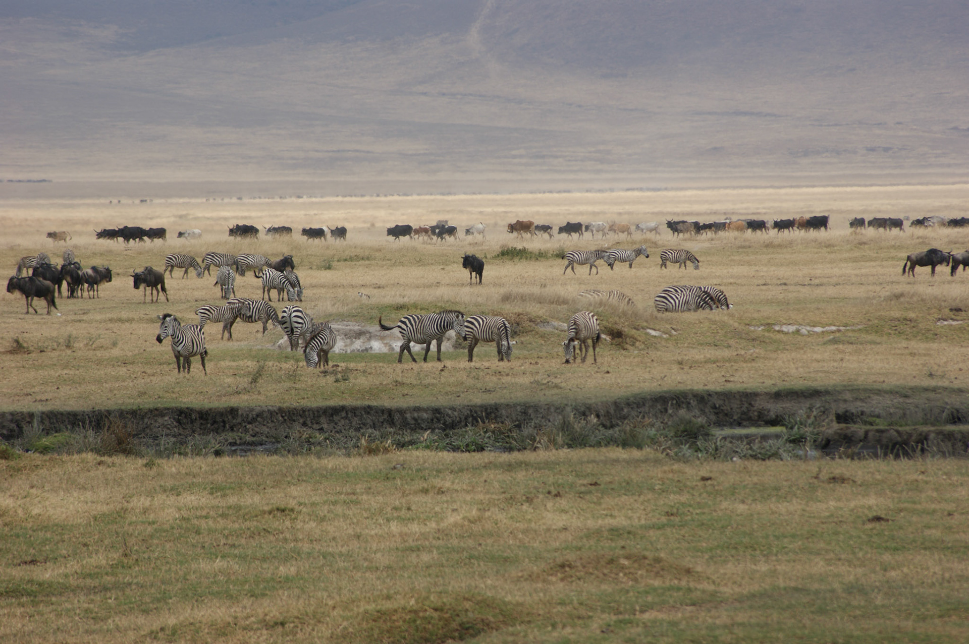 3.10.2009 TANZANIE - Ngorongoro NP