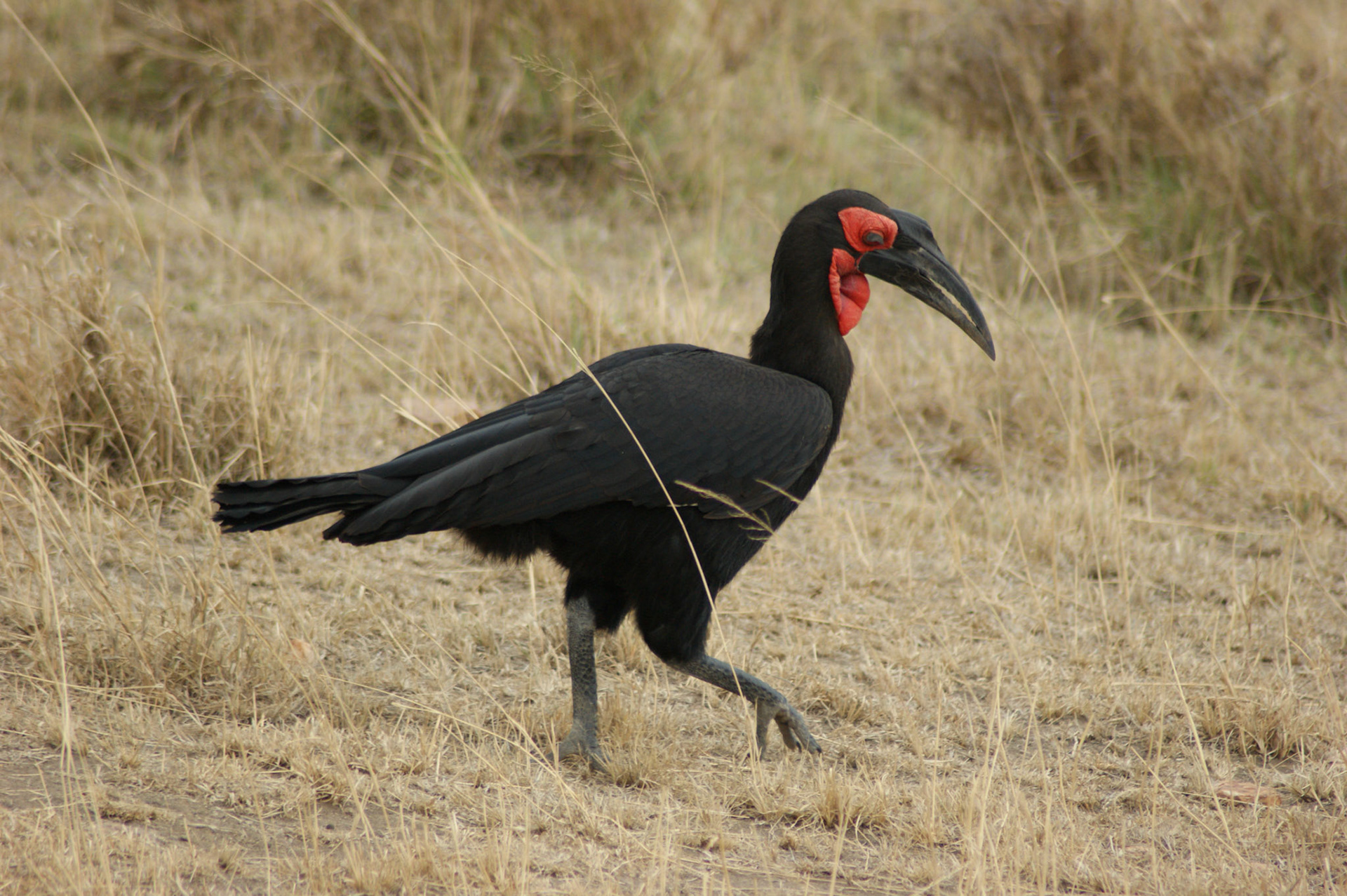 2.10.2009 TANZANIE - Serengeti