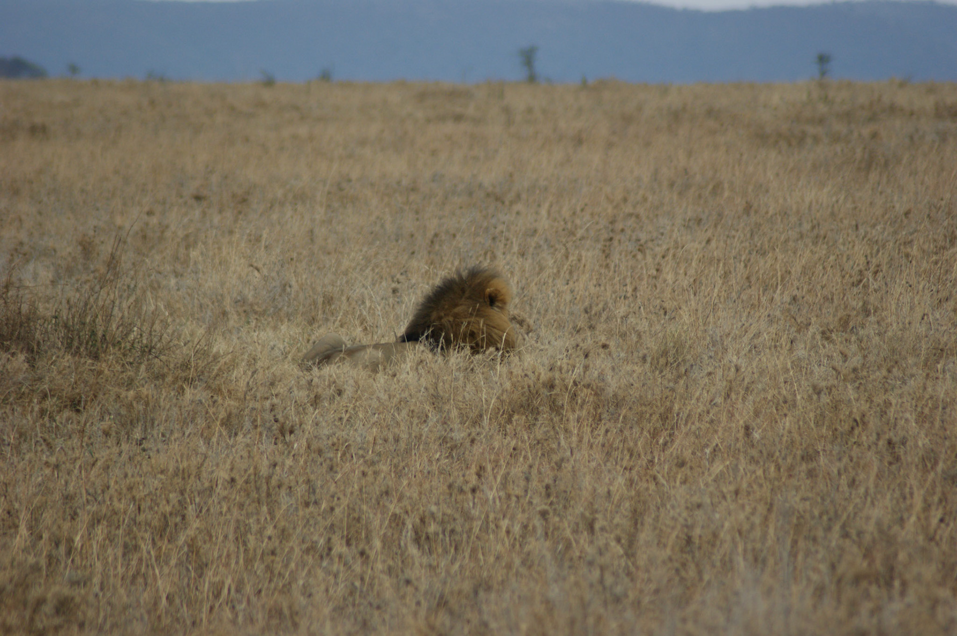 2.10.2009 TANZANIE - Serengeti
