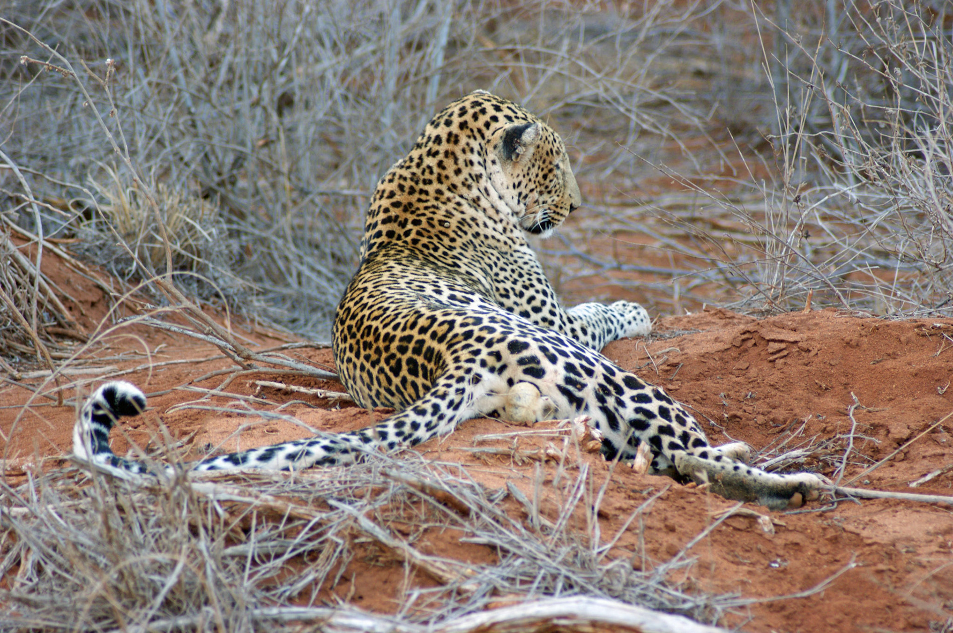 26.9.2009 KEŇA - NP Tsawo West