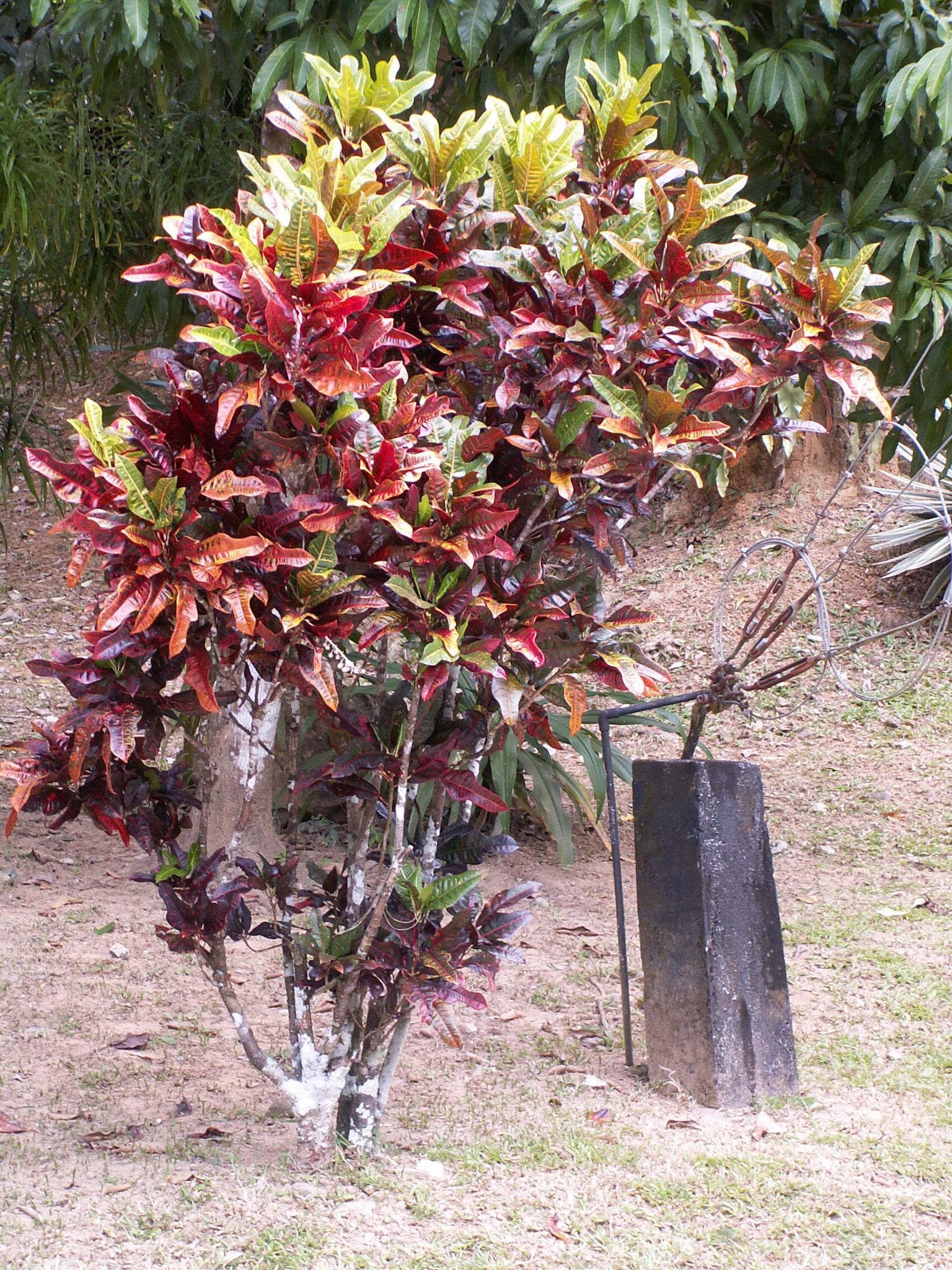 KONICA MINOLTA DIGITAL CAMERA