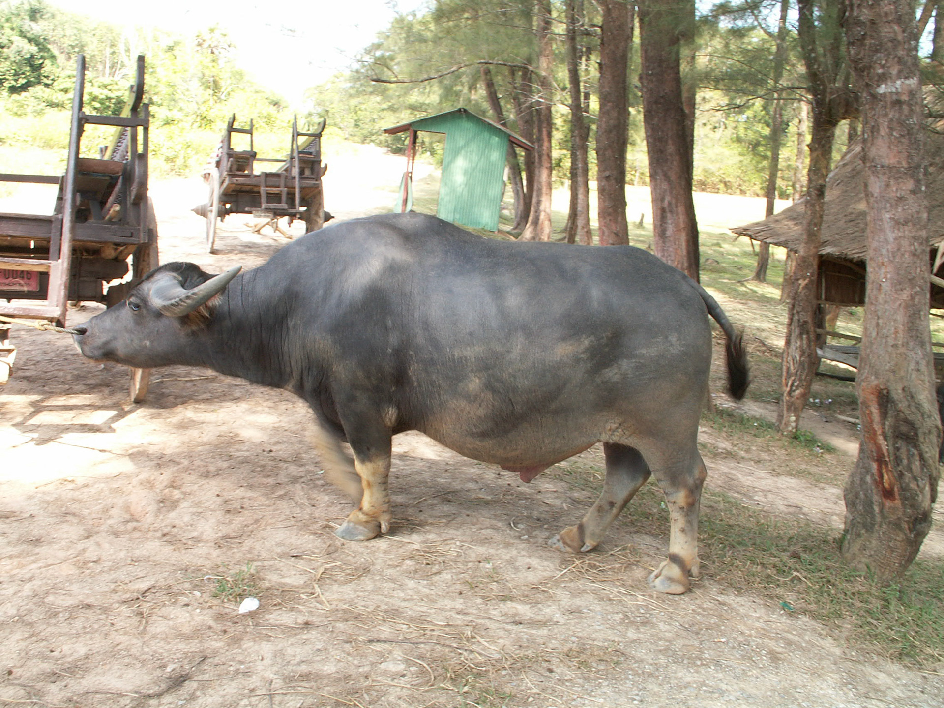 KONICA MINOLTA DIGITAL CAMERA