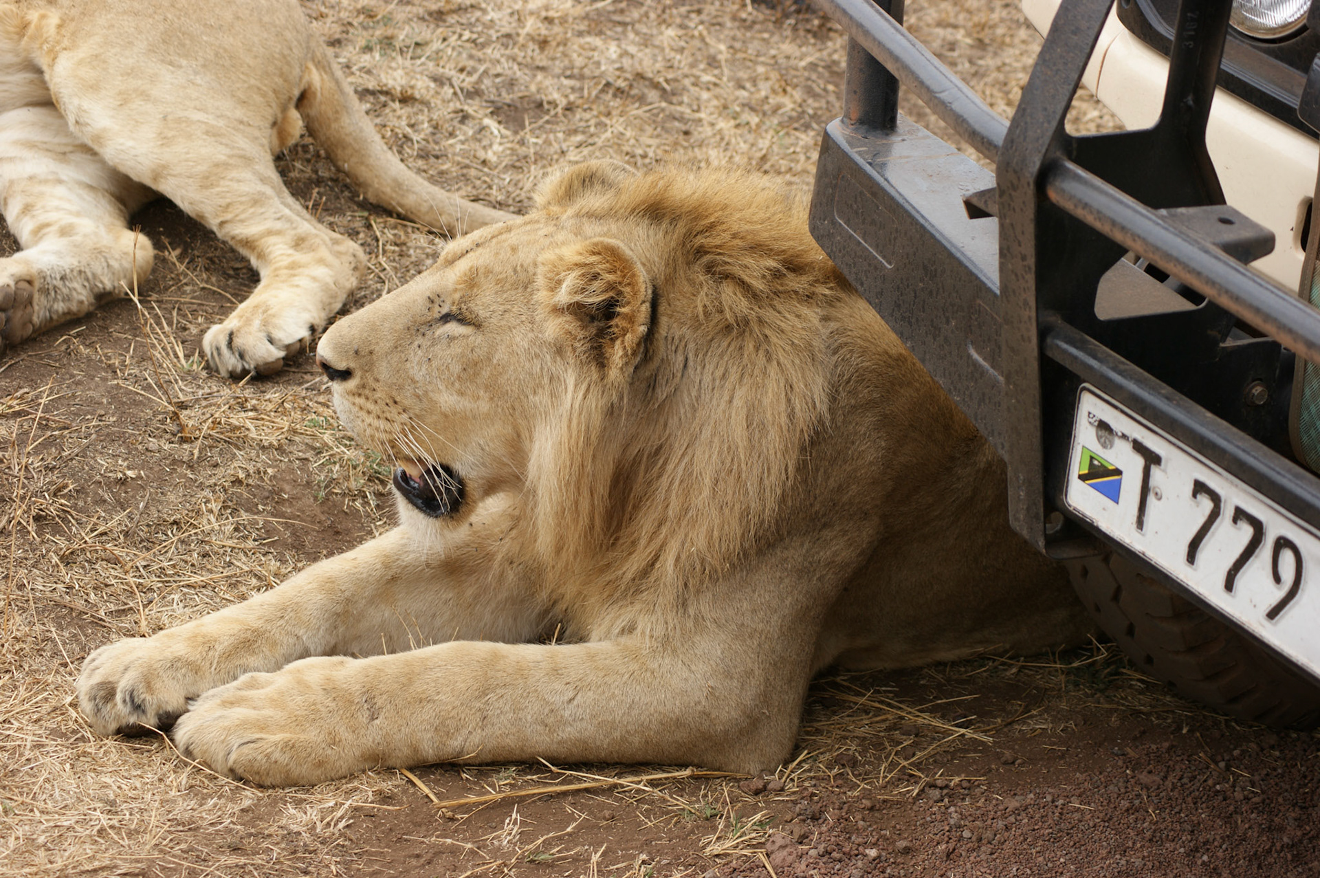 3.10.2009 TANZANIE - Ngorongoro NP