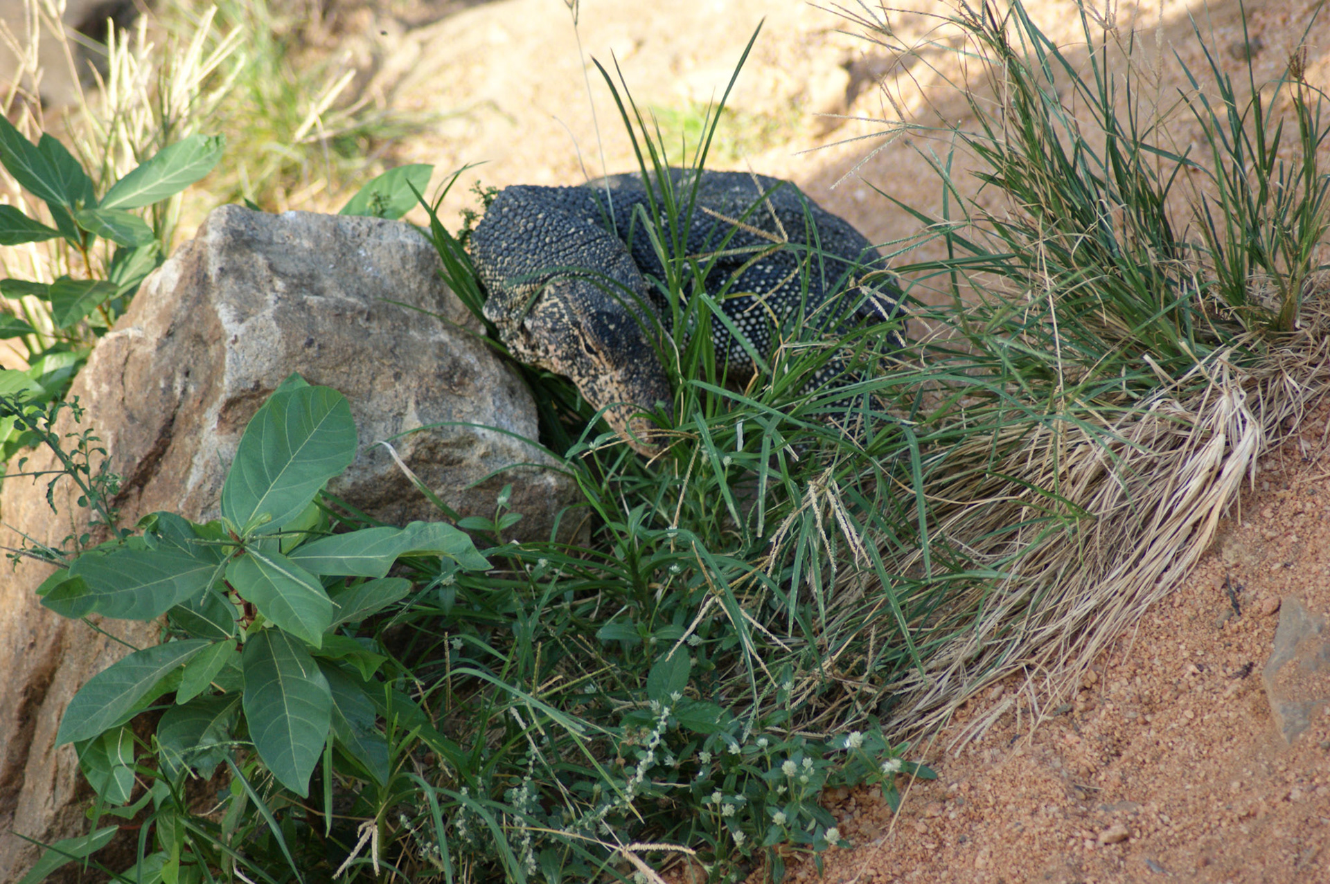 4.9.11 MINNERIYA - národní park