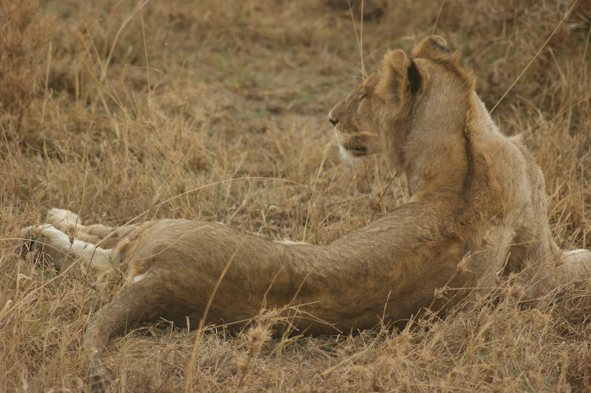 1.10.2009 TANZANIE - Serengeti