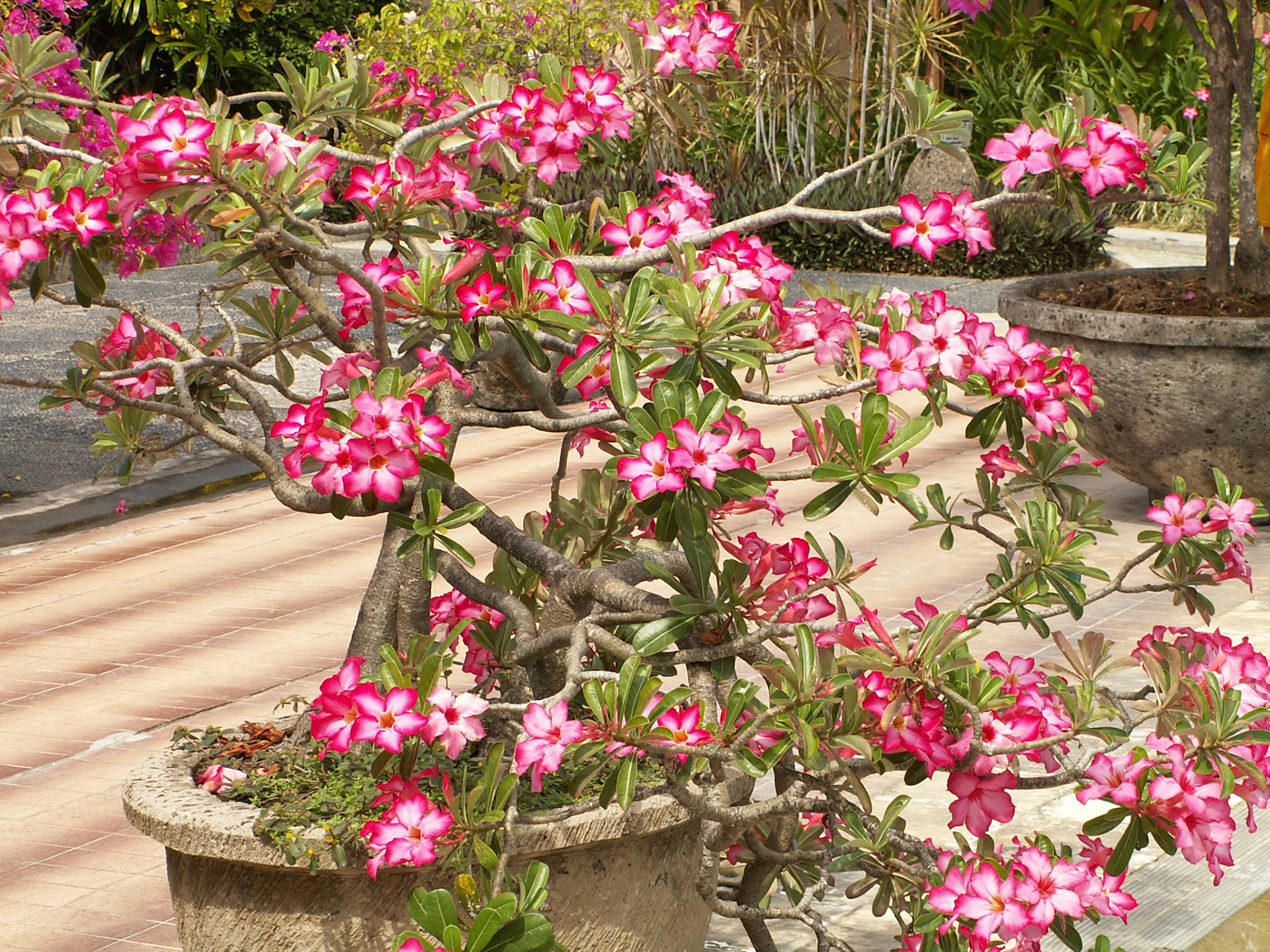 KONICA MINOLTA DIGITAL CAMERA