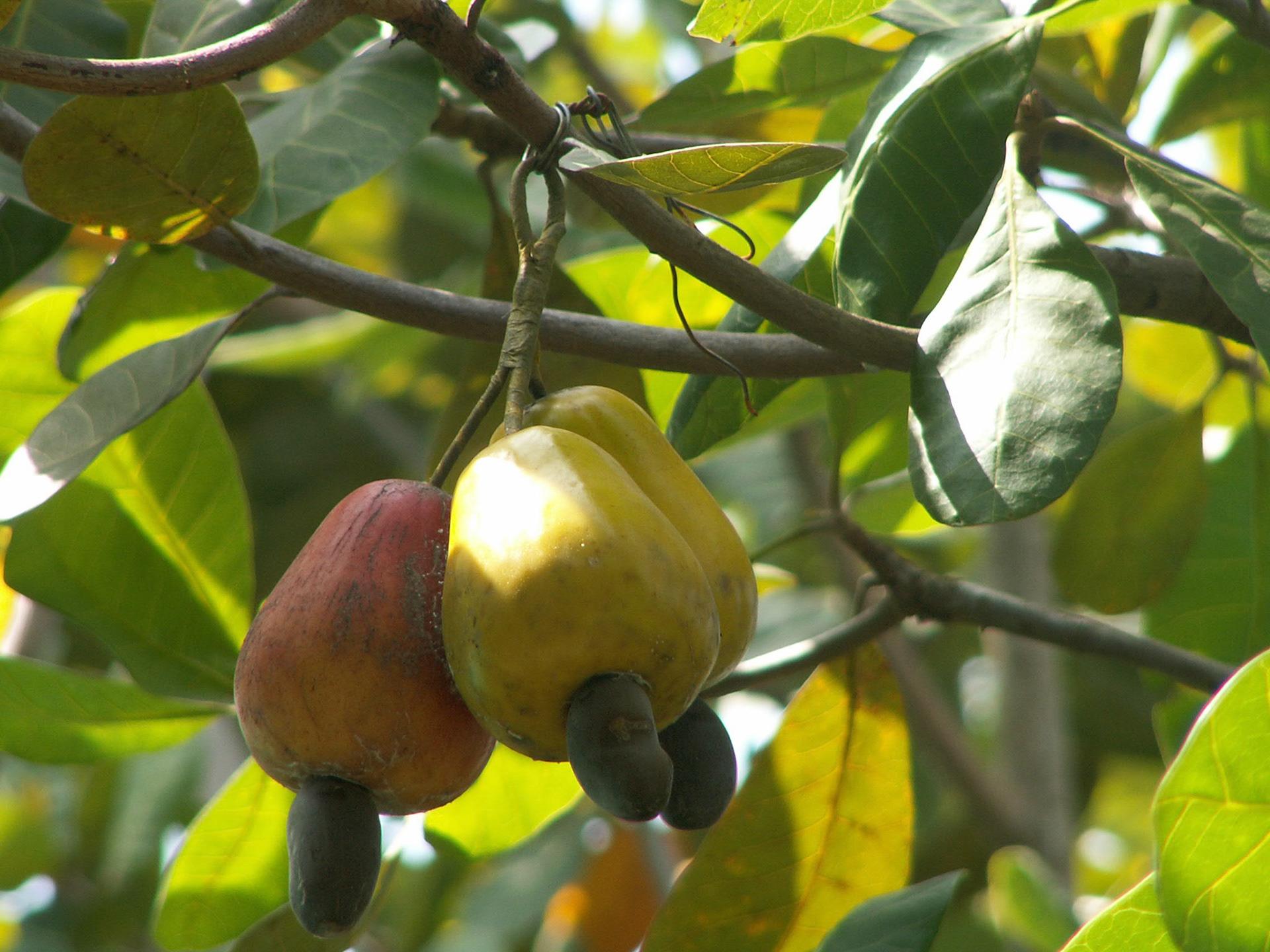 KONICA MINOLTA DIGITAL CAMERA