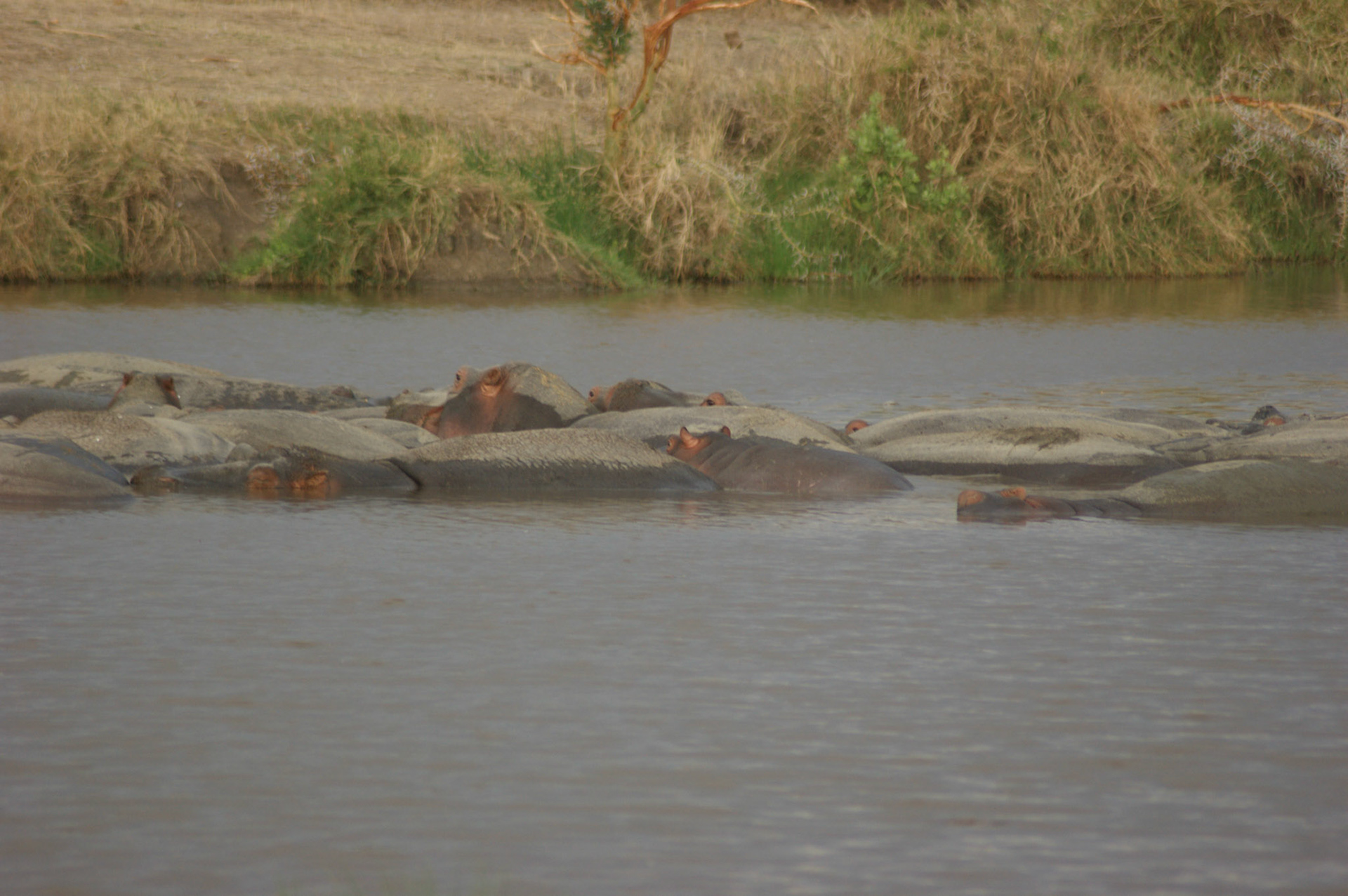 1.10.2009 TANZANIE - Serengeti