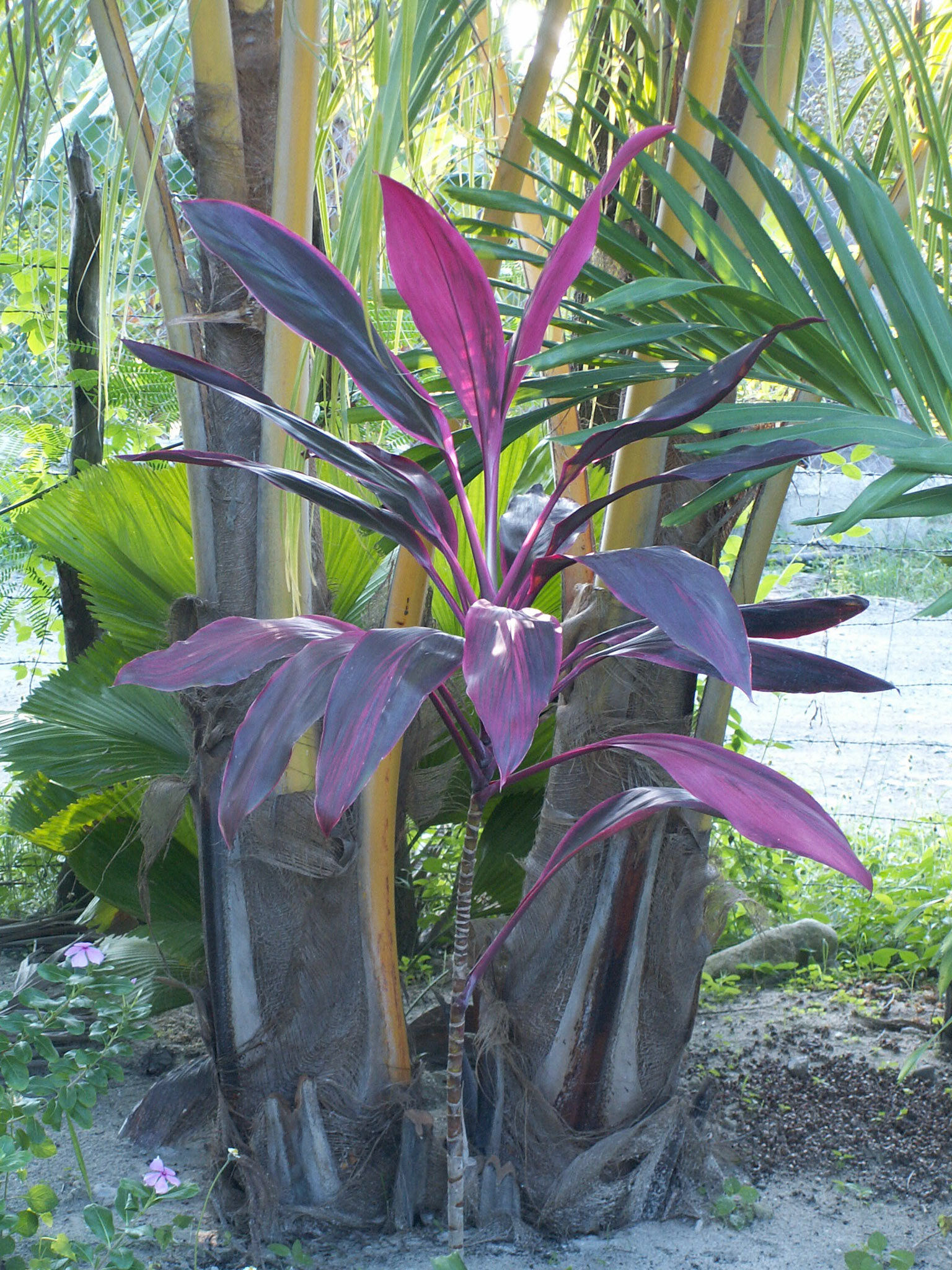 KONICA MINOLTA DIGITAL CAMERA