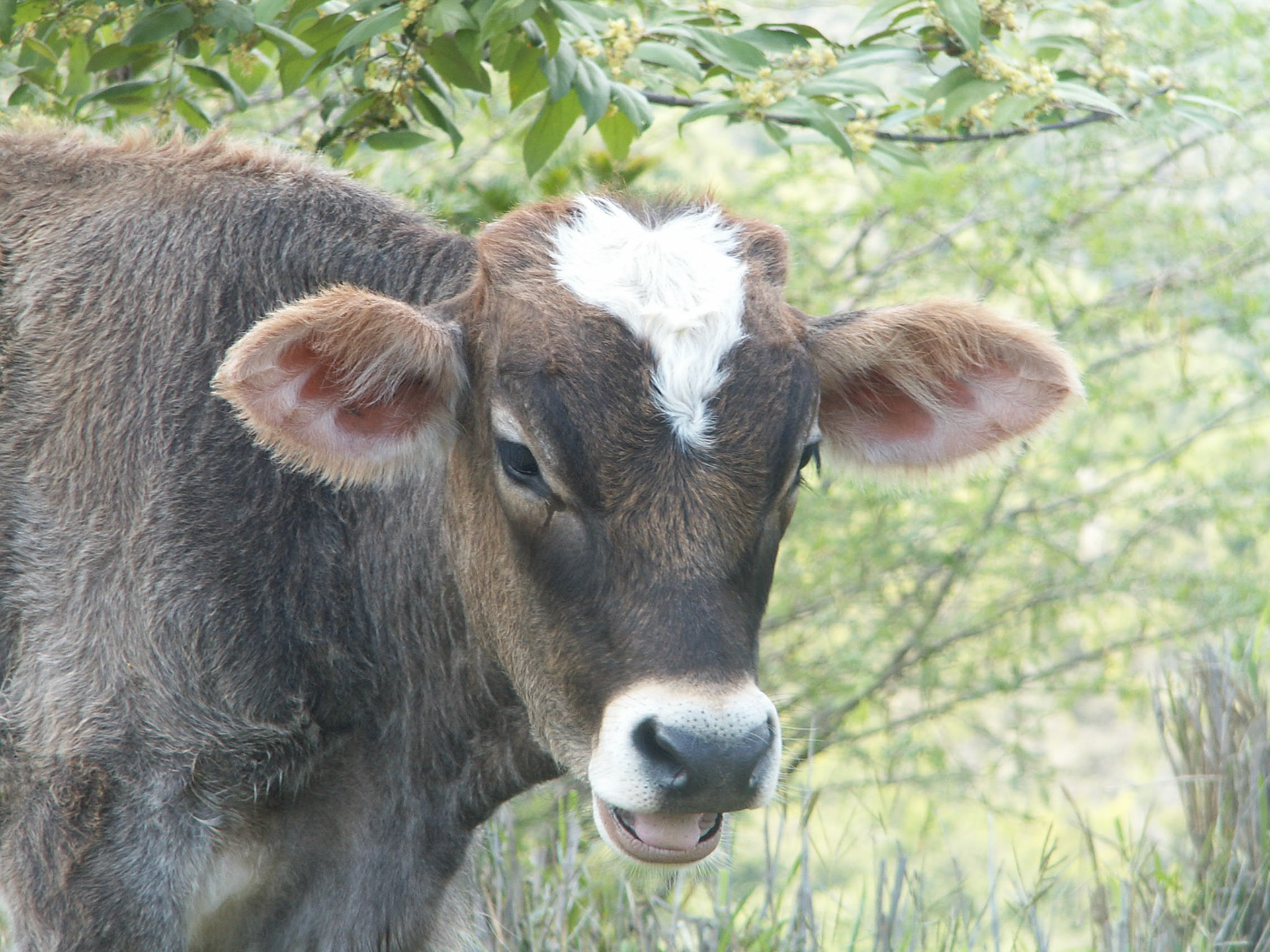 KONICA MINOLTA DIGITAL CAMERA