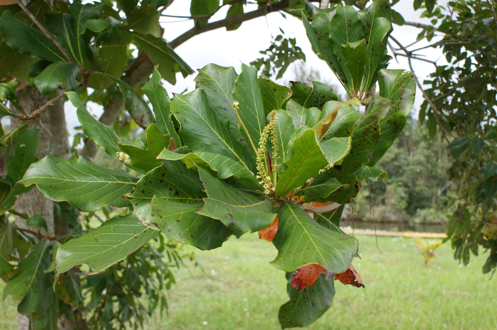 SONY DSC