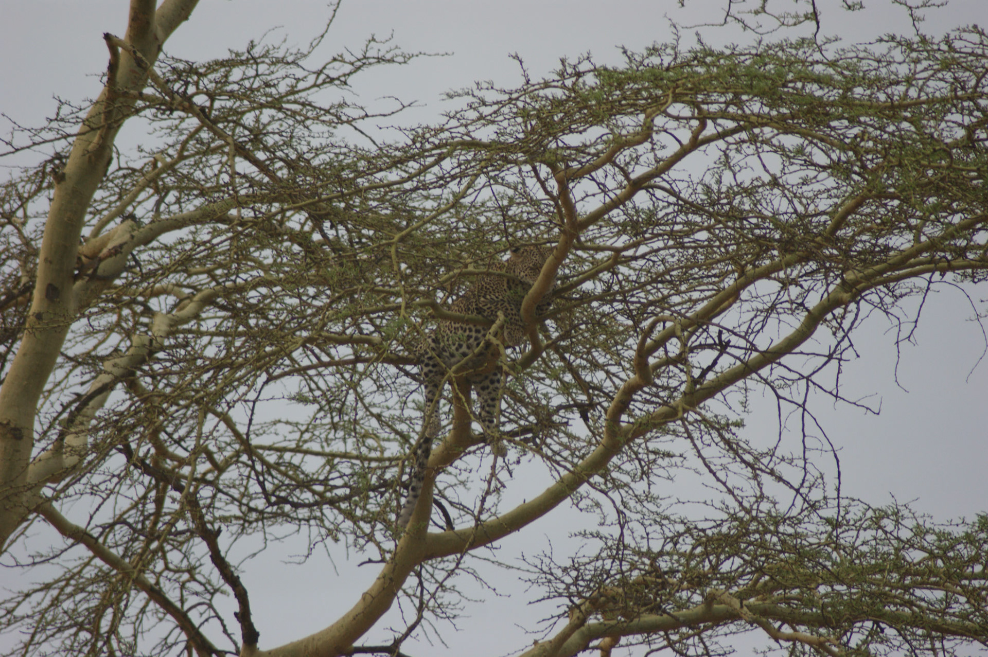 1.10.2009 TANZANIE - Serengeti