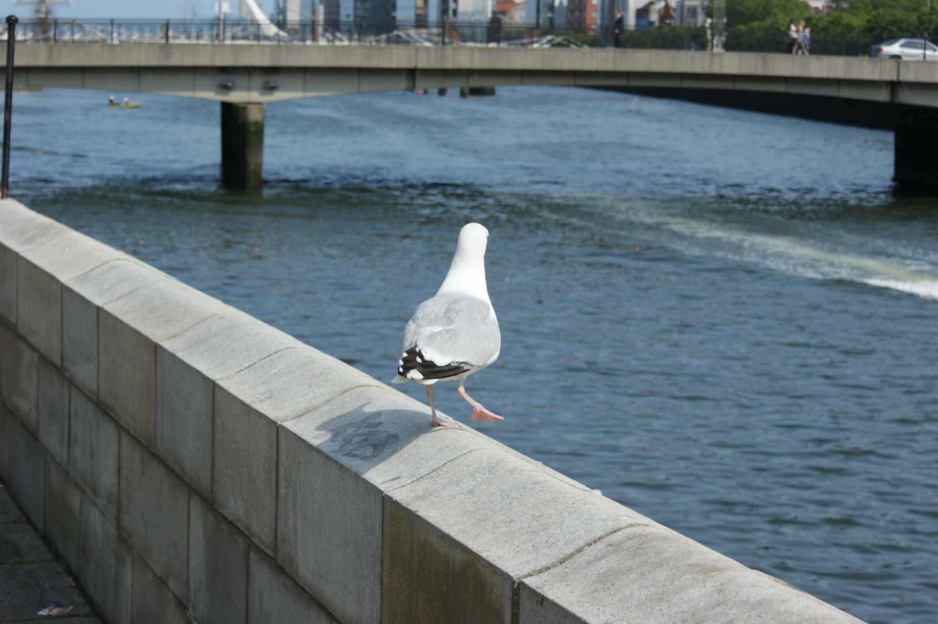 SONY DSC