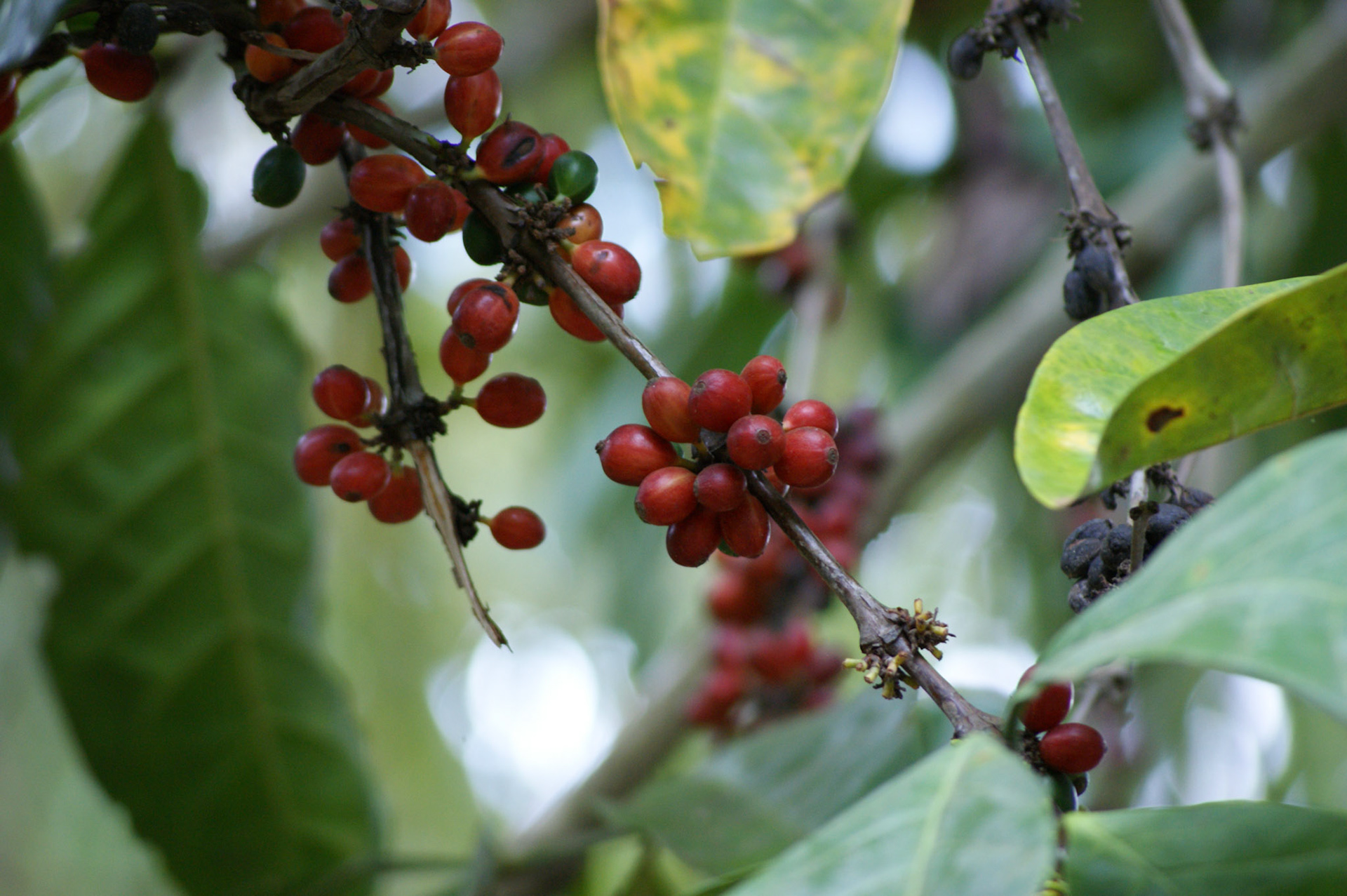 6.10.2009 TANZANIE - Zanzibar - Spice farm