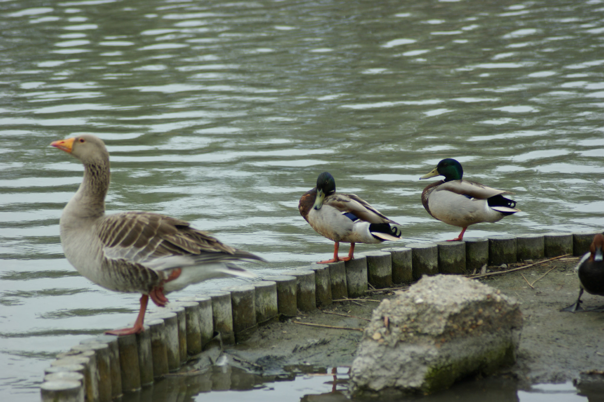 SONY DSC