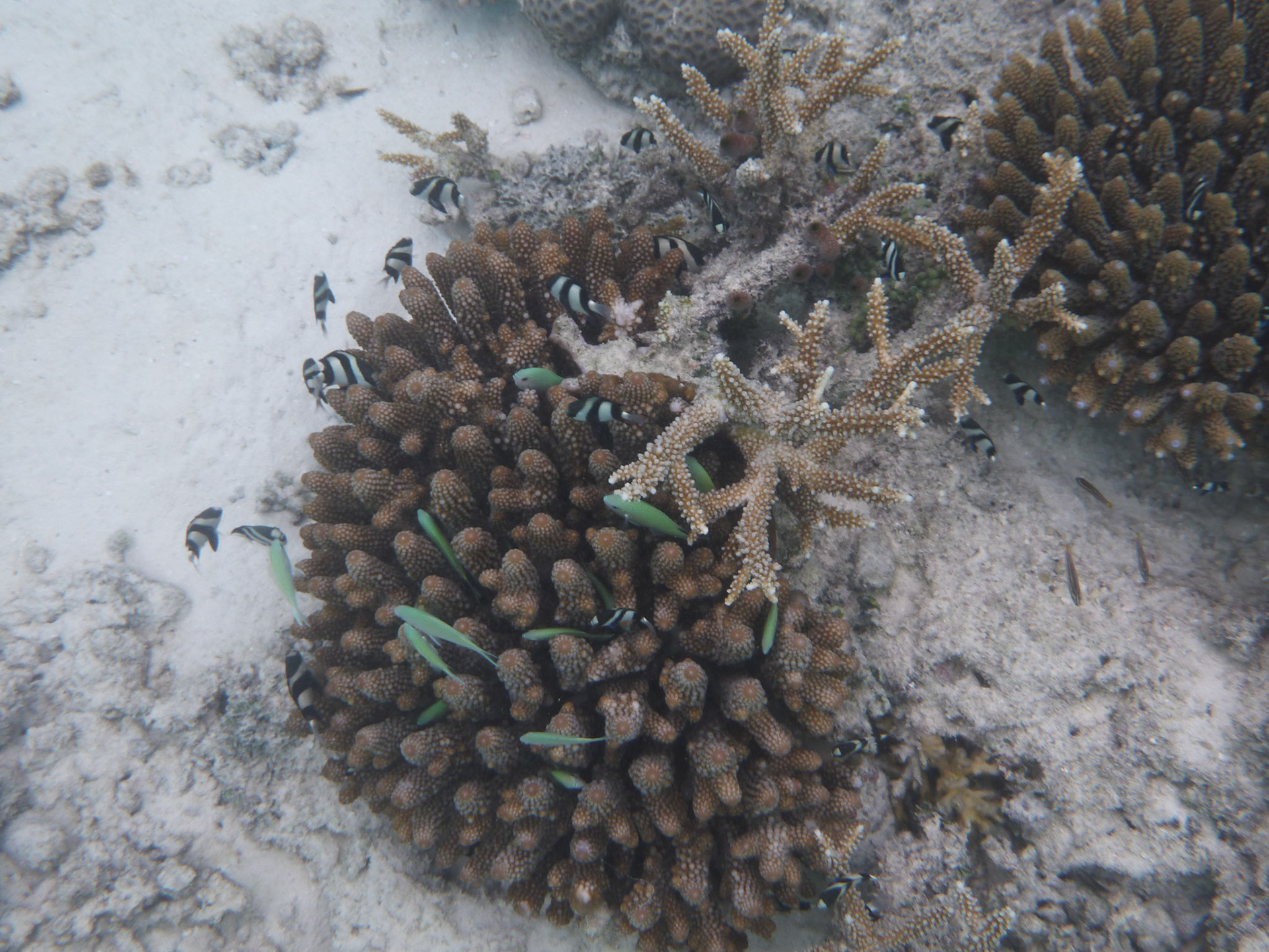 8-14.9.11 MALEDIVY Kurumba hotel