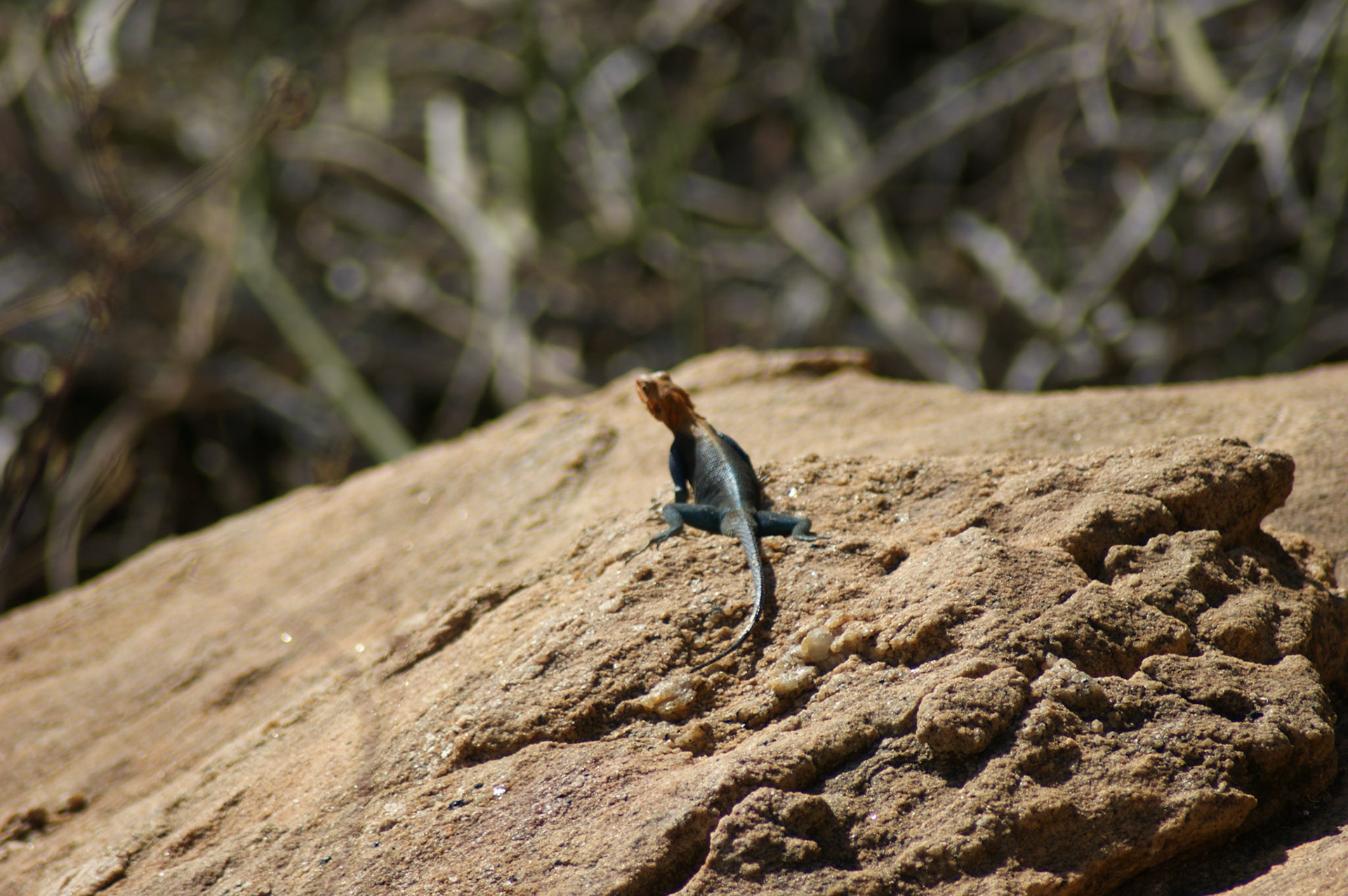 27.9.2009 KEŇA - NP Tsawo West