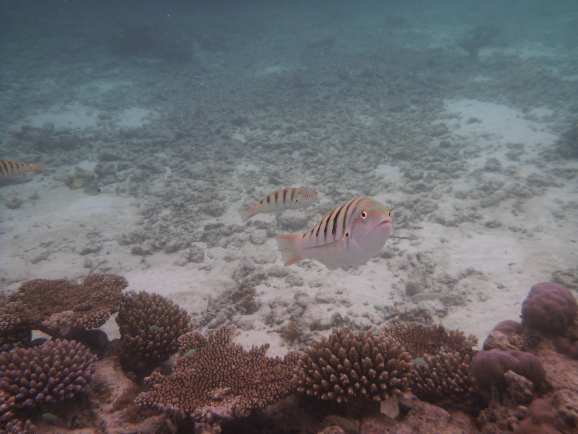 8-14.9.11 MALEDIVY Kurumba hotel