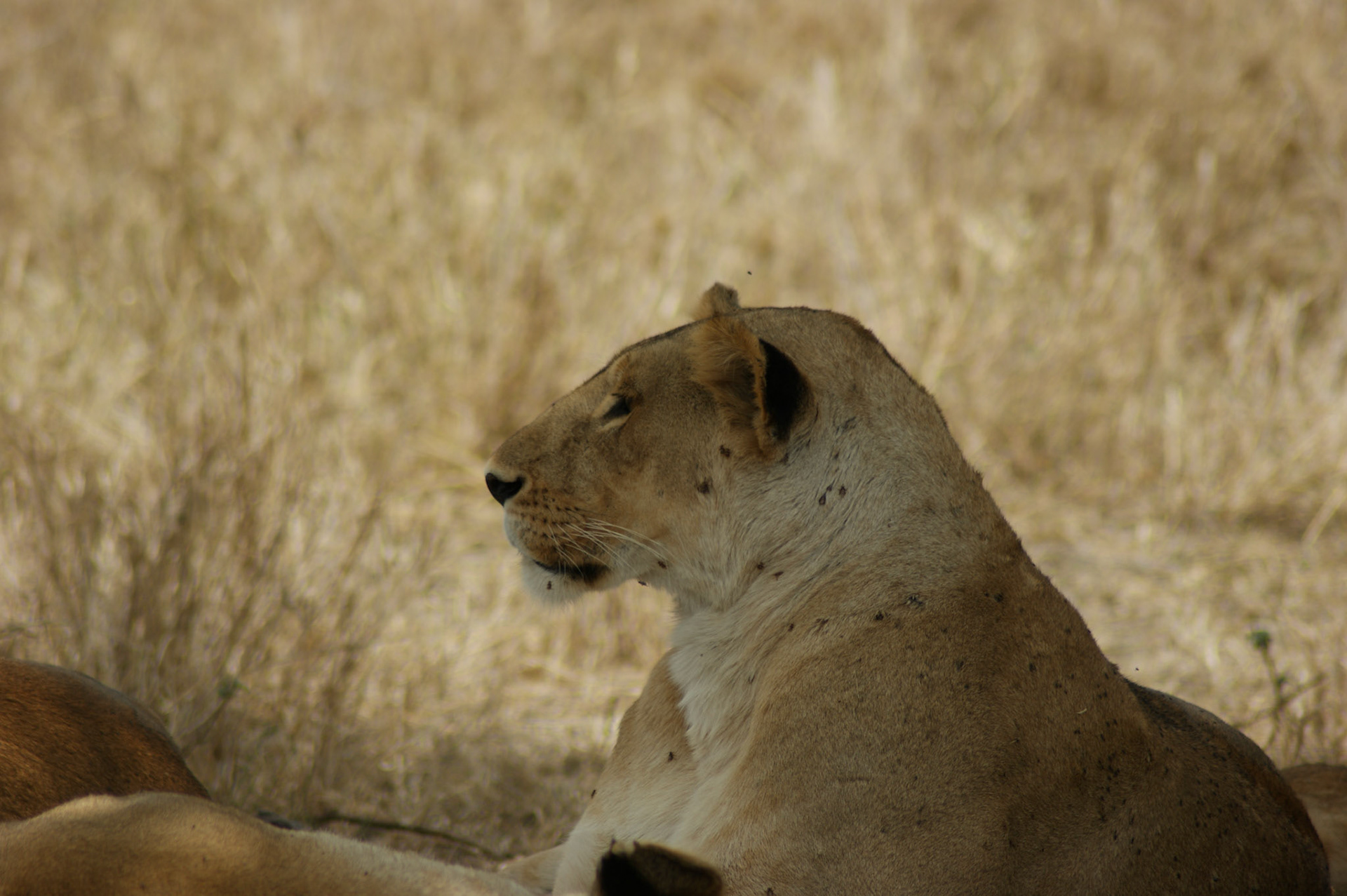 2.10.2009 TANZANIE - Serengeti