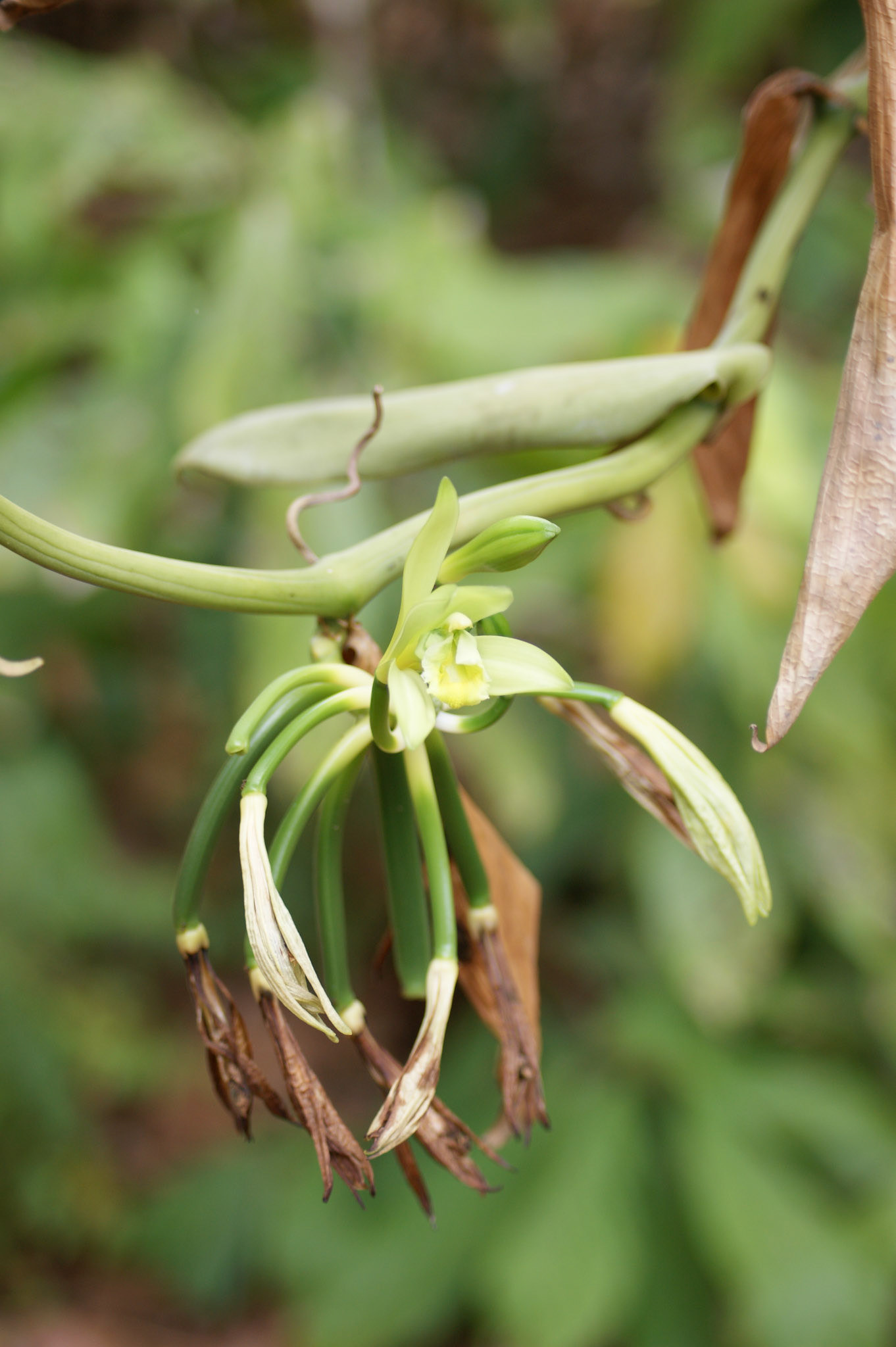 6.10.2009 TANZANIE - Zanzibar - Spice farm