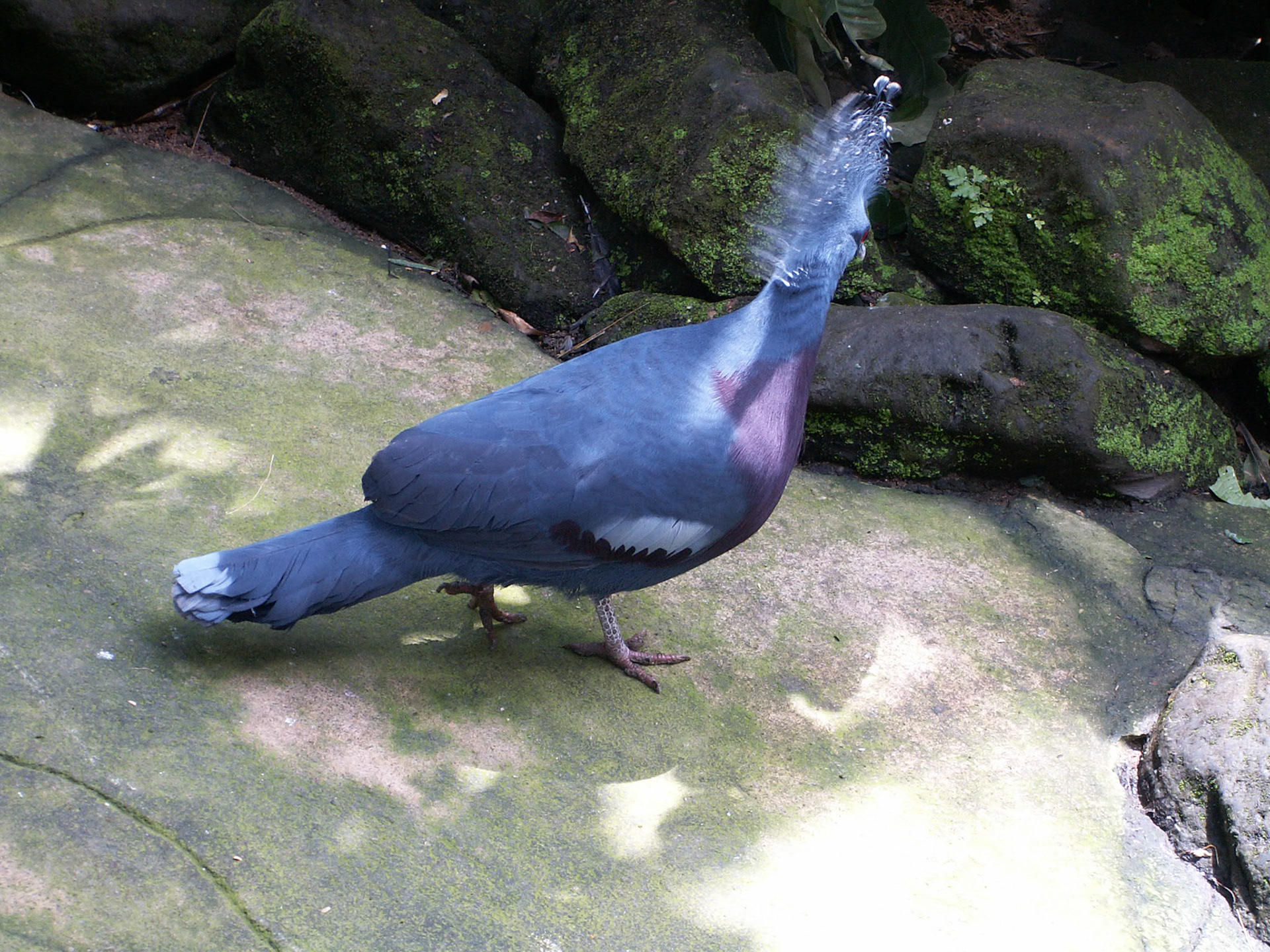 KONICA MINOLTA DIGITAL CAMERA